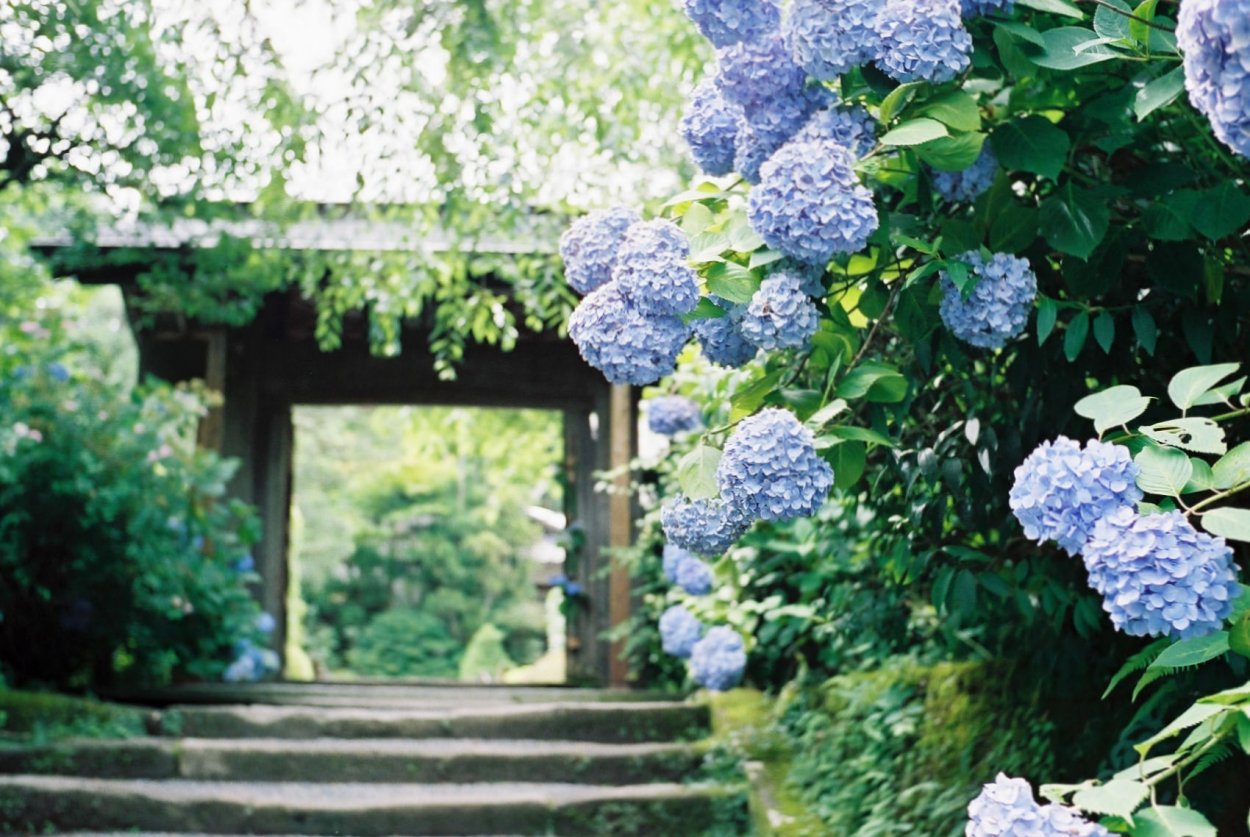 Гортензия Матильда