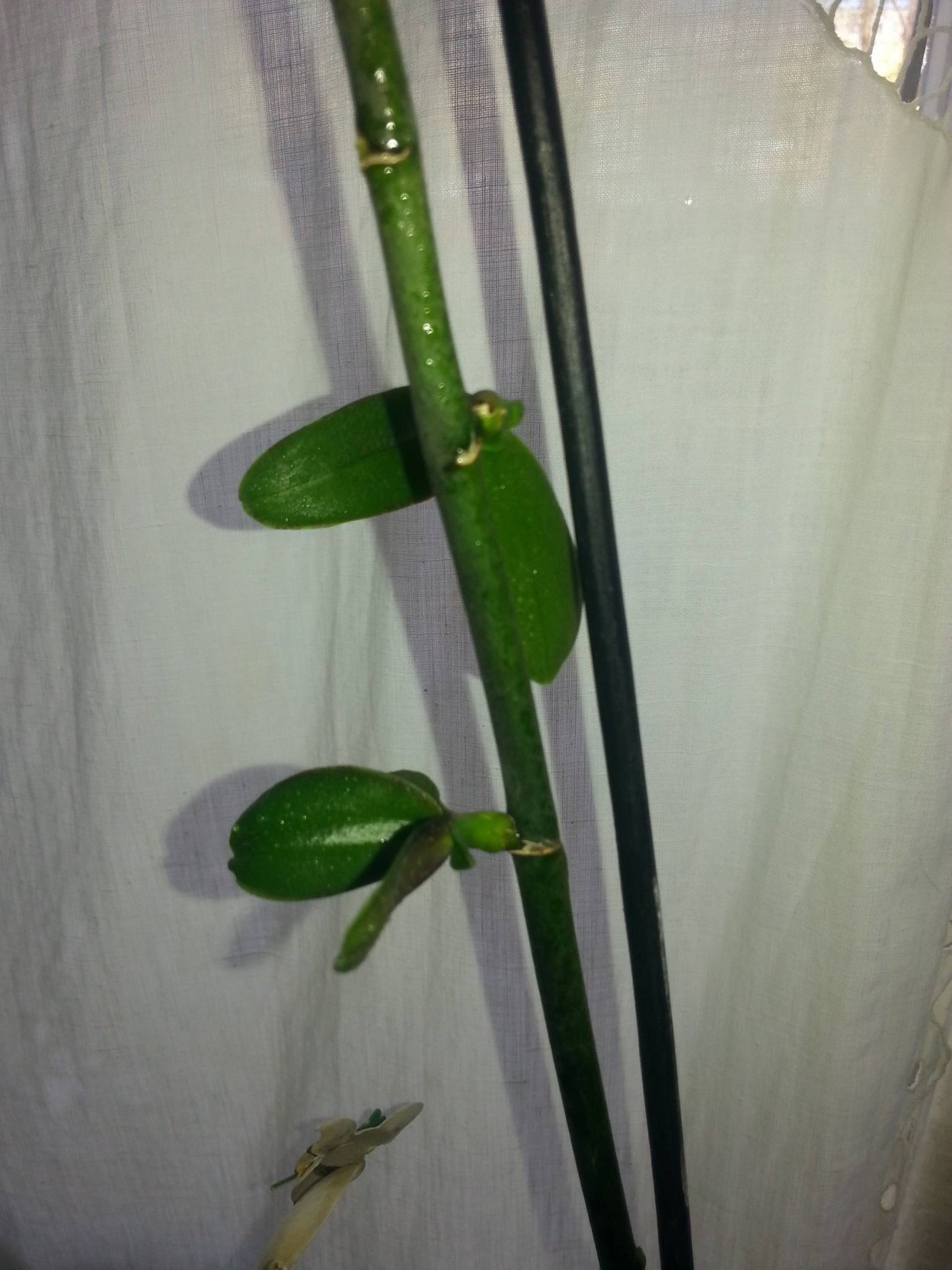 Детки орхидеи фаленопсис