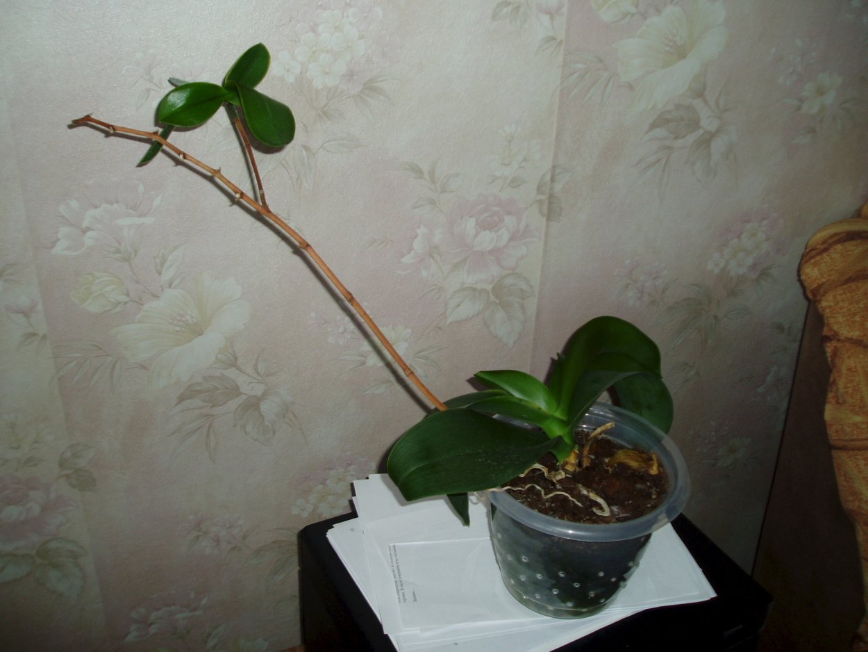 Детки у орхидеи фаленопсис на корне