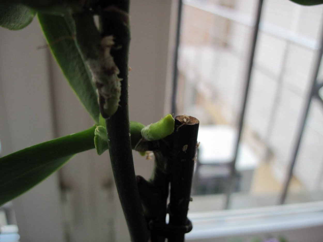 Детка орхидеи на цветоносе