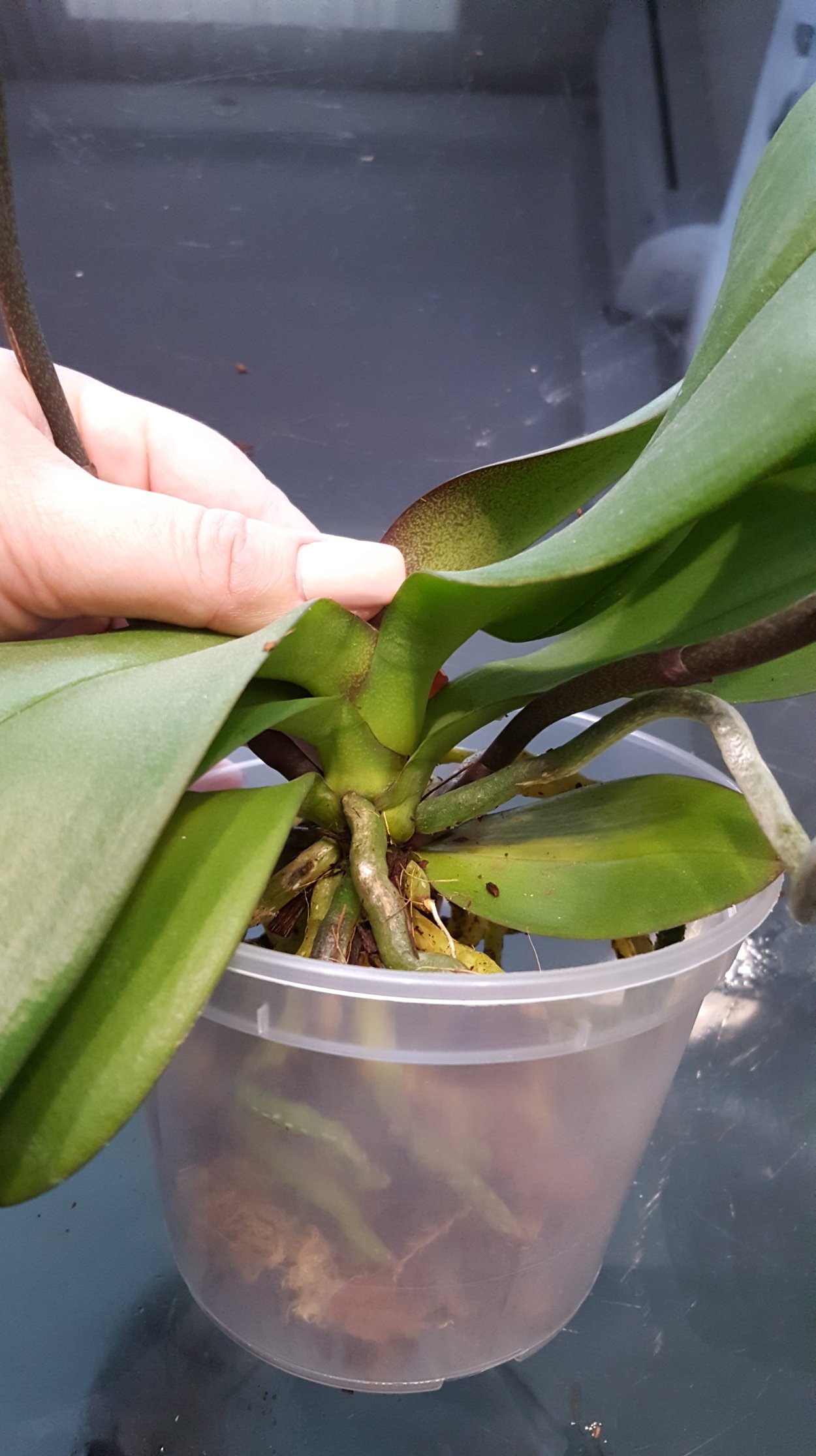 Фаленопсис прикорневая детка