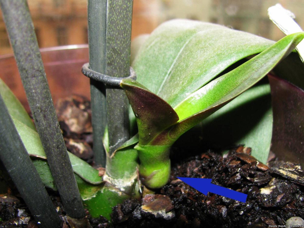 Орхидея фаленопсис Росток