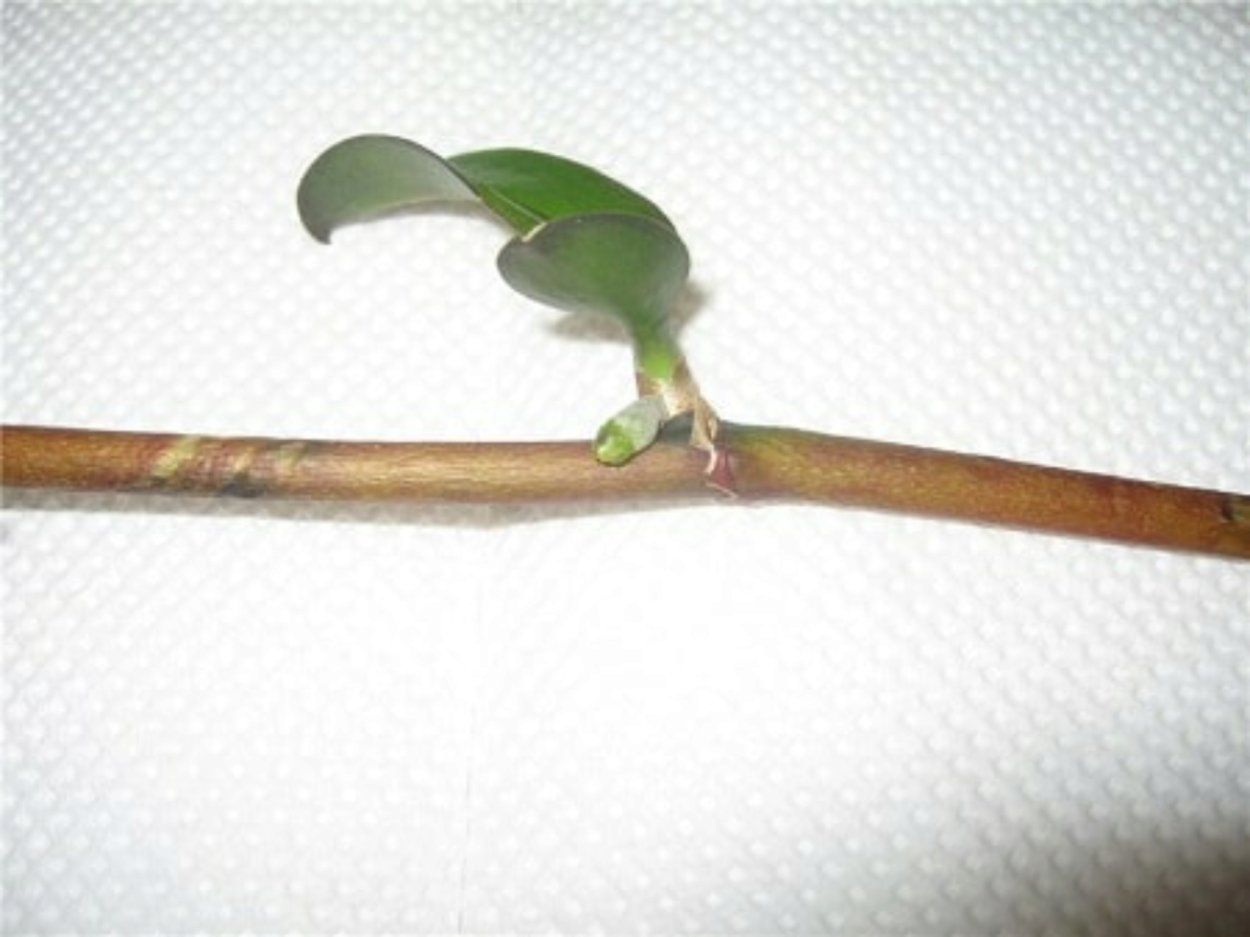 Цветонос у орхидеи