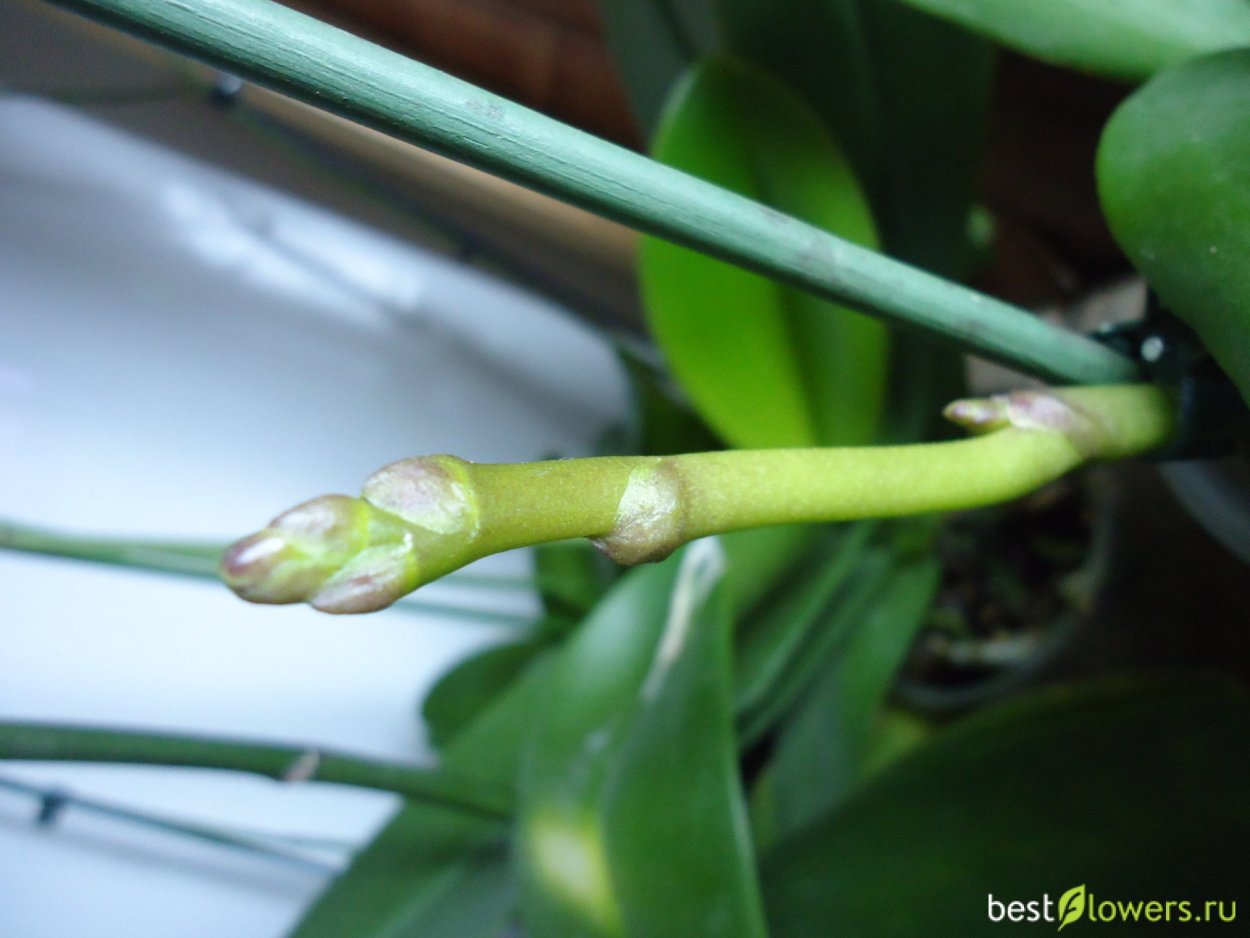 Орхидея фаленопсис детка