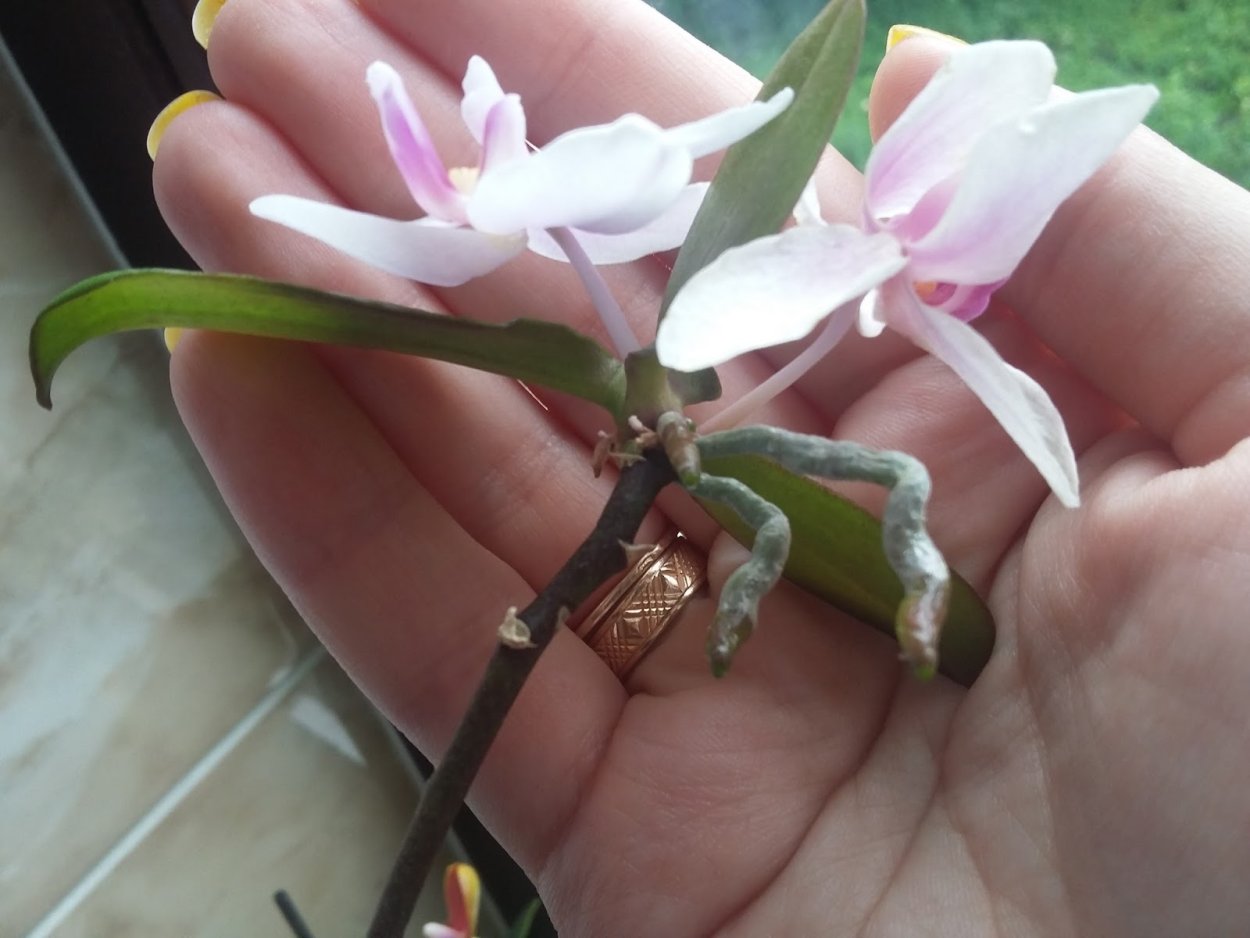 Орхидея-бабочка - фаленопсис корни