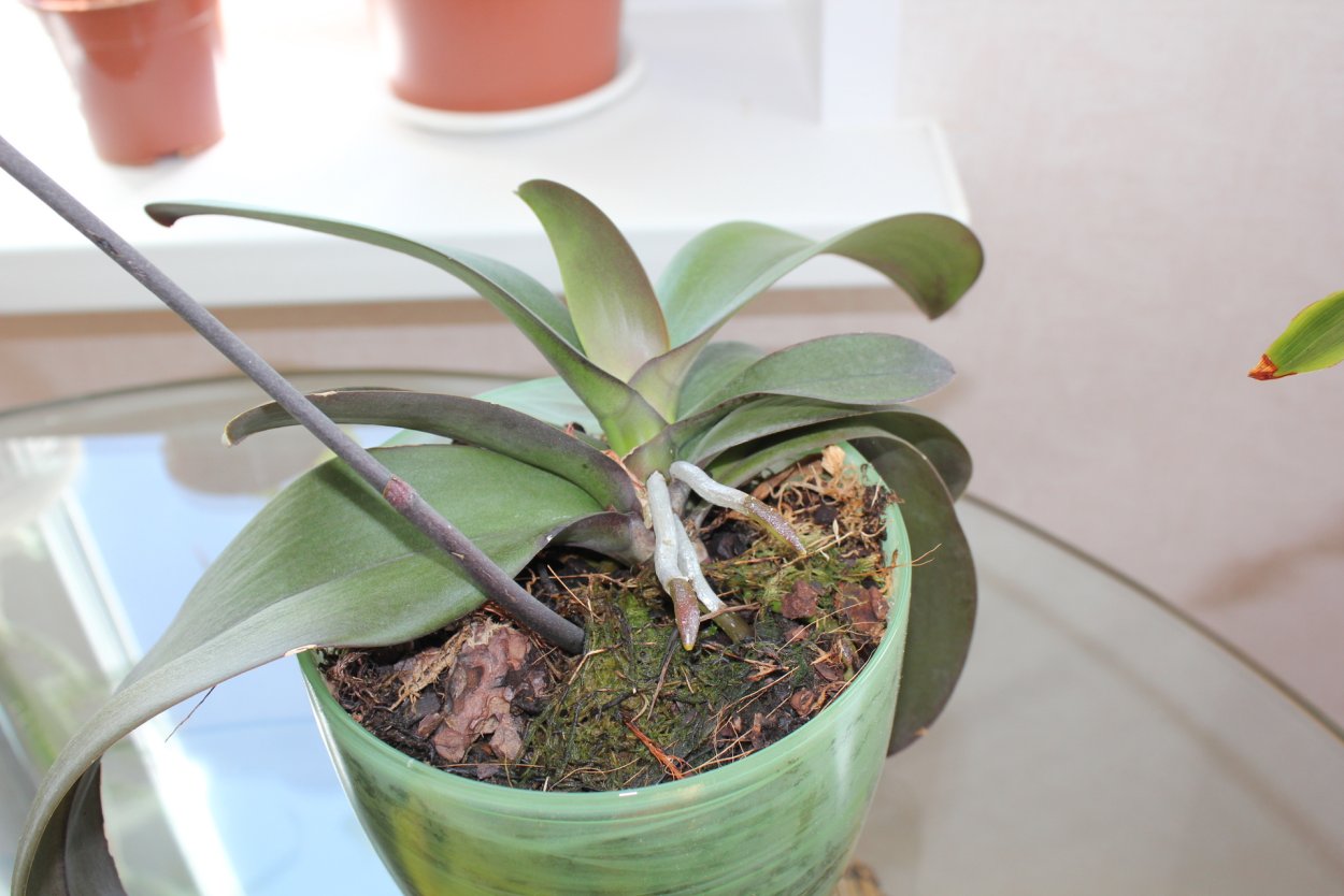 Посадка детки орхидеи фаленопсис