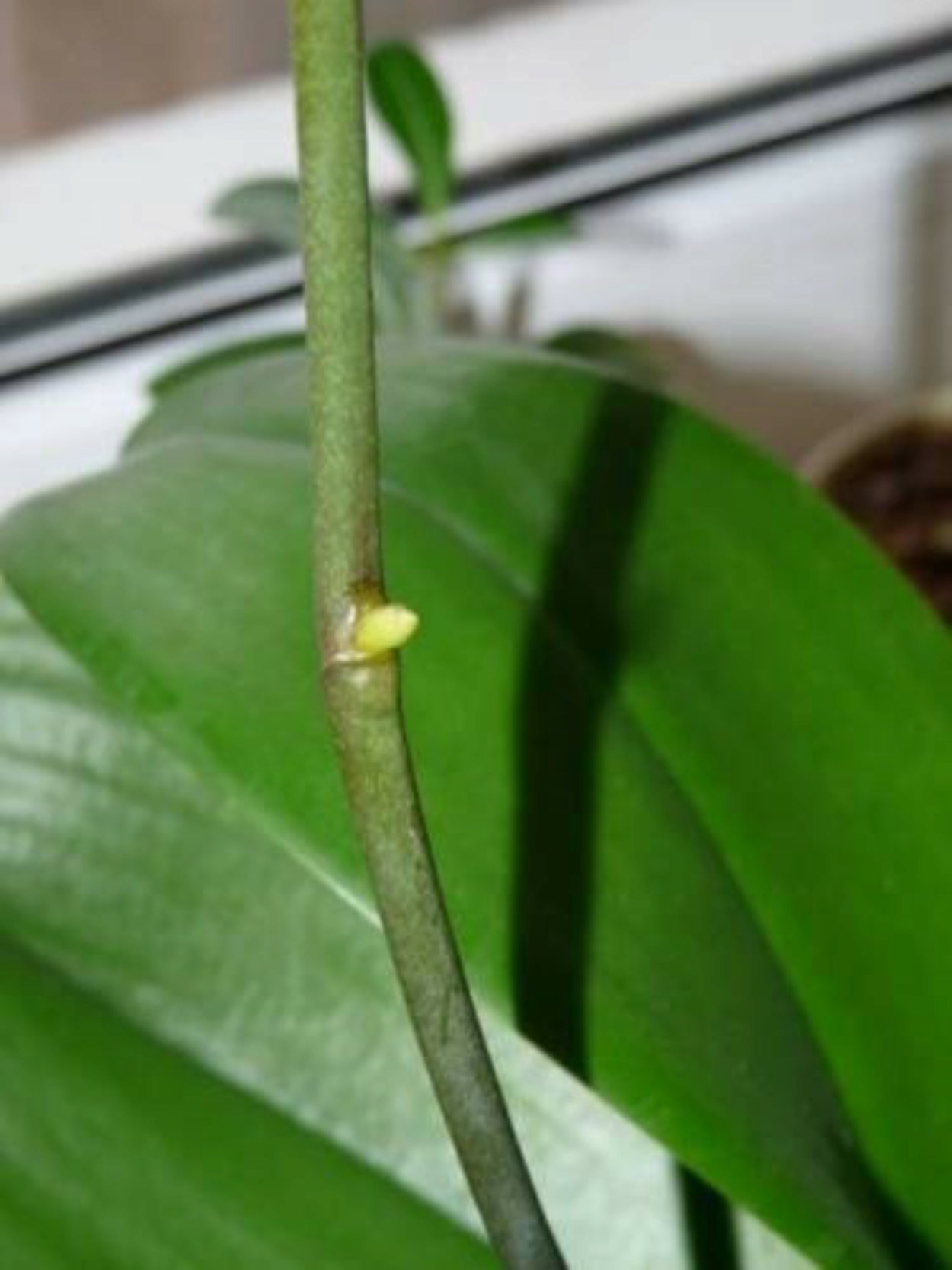 Зарождение детки на цветоносе орхидеи