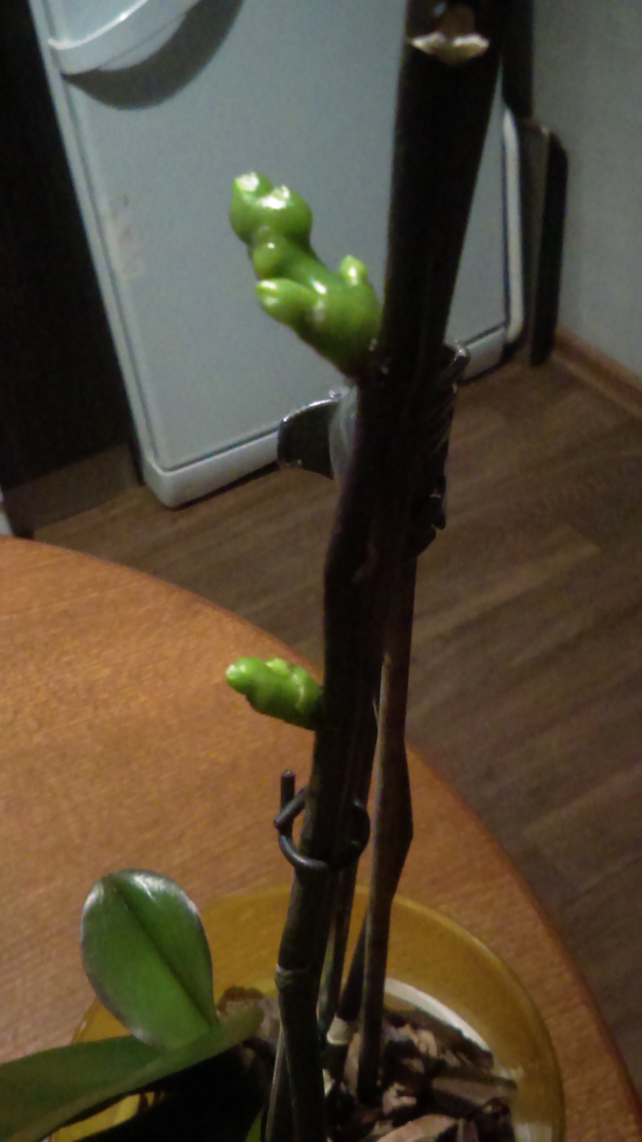 Размножение орхидеи цветоносом