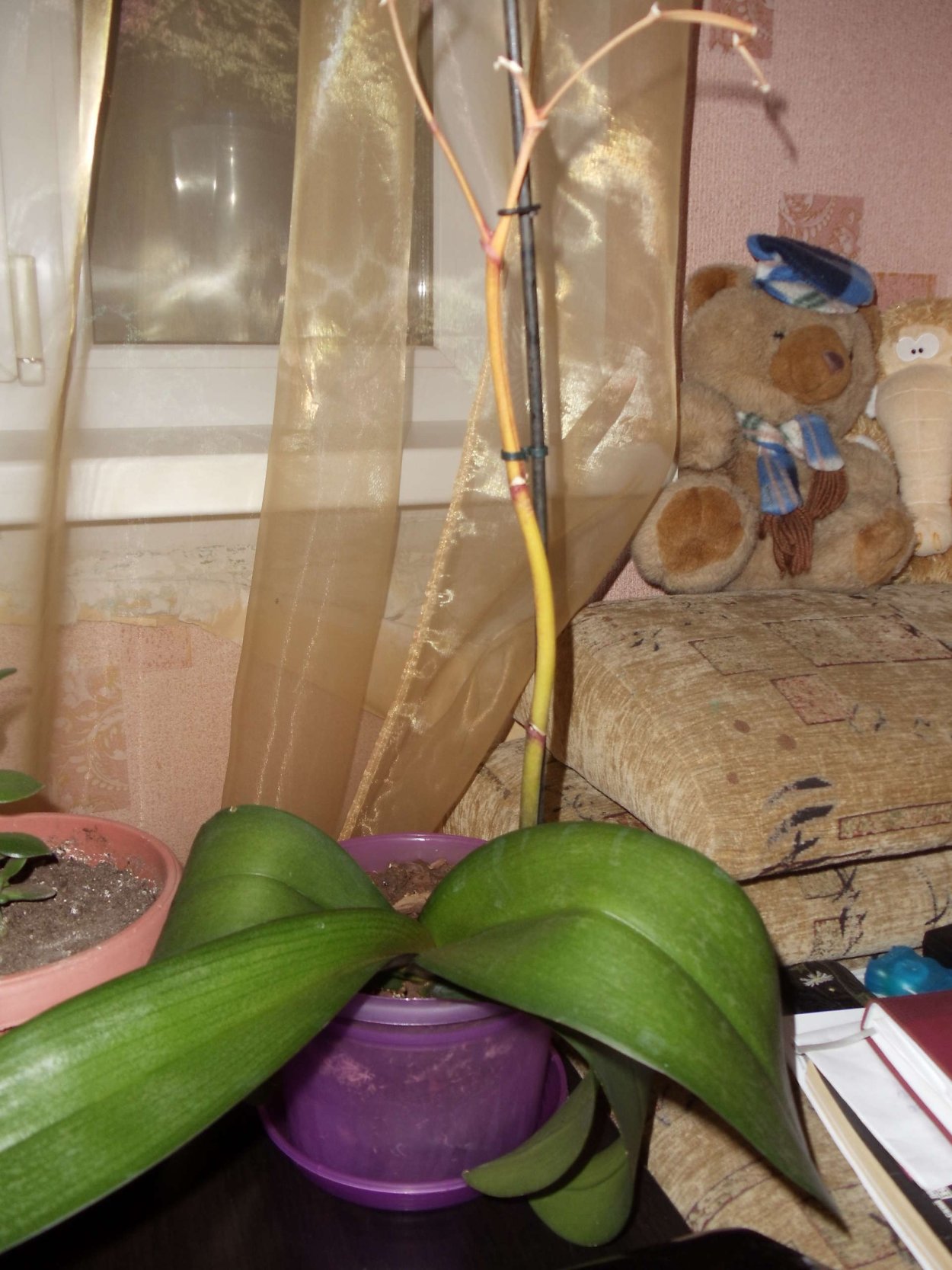 Орхидея фаленопсис гнилые корни