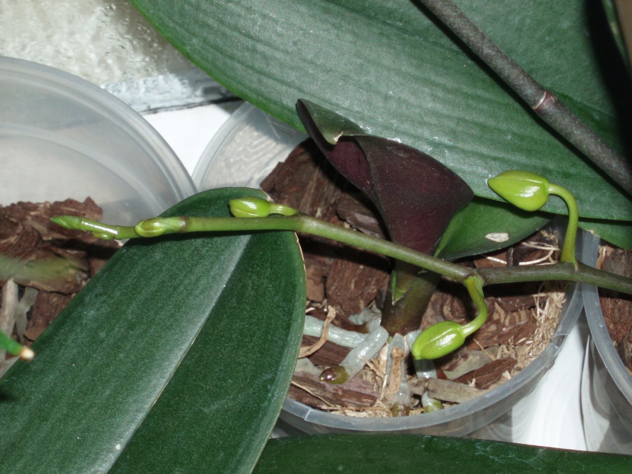 Омоложение орхидеи фаленопсис