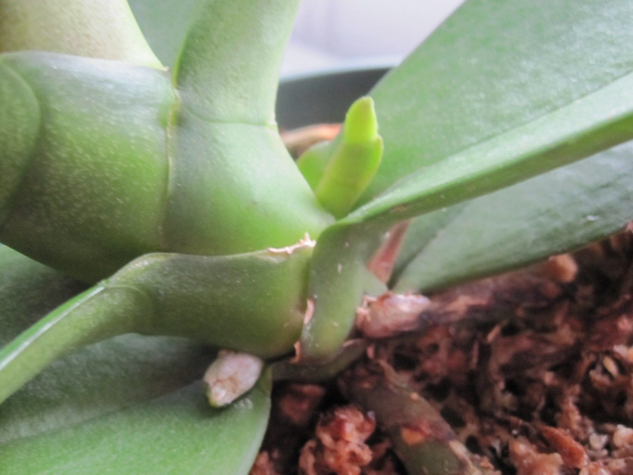 Фаленопсис меристема