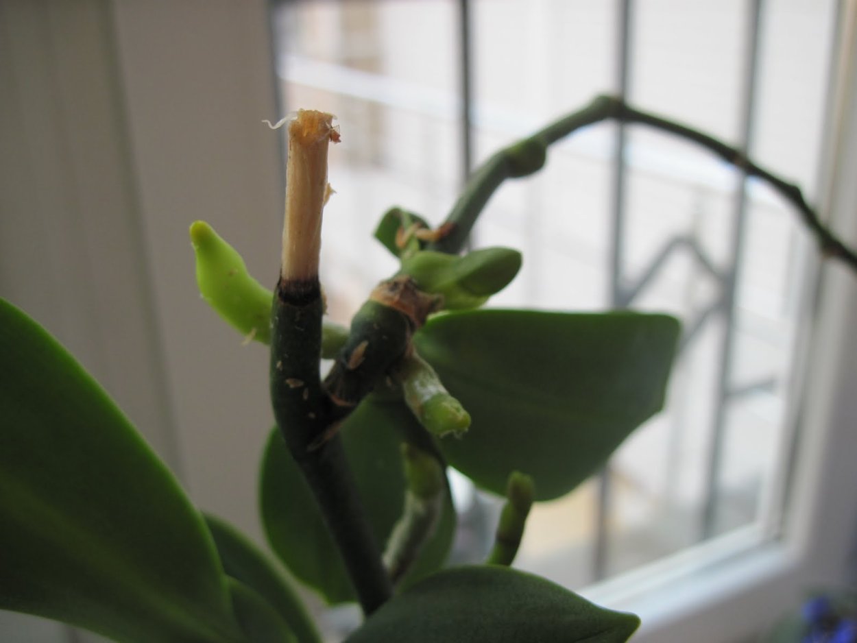 Пересаживаем орхидею фаленопсис