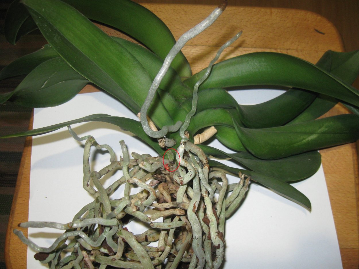 Фаленопсис корни