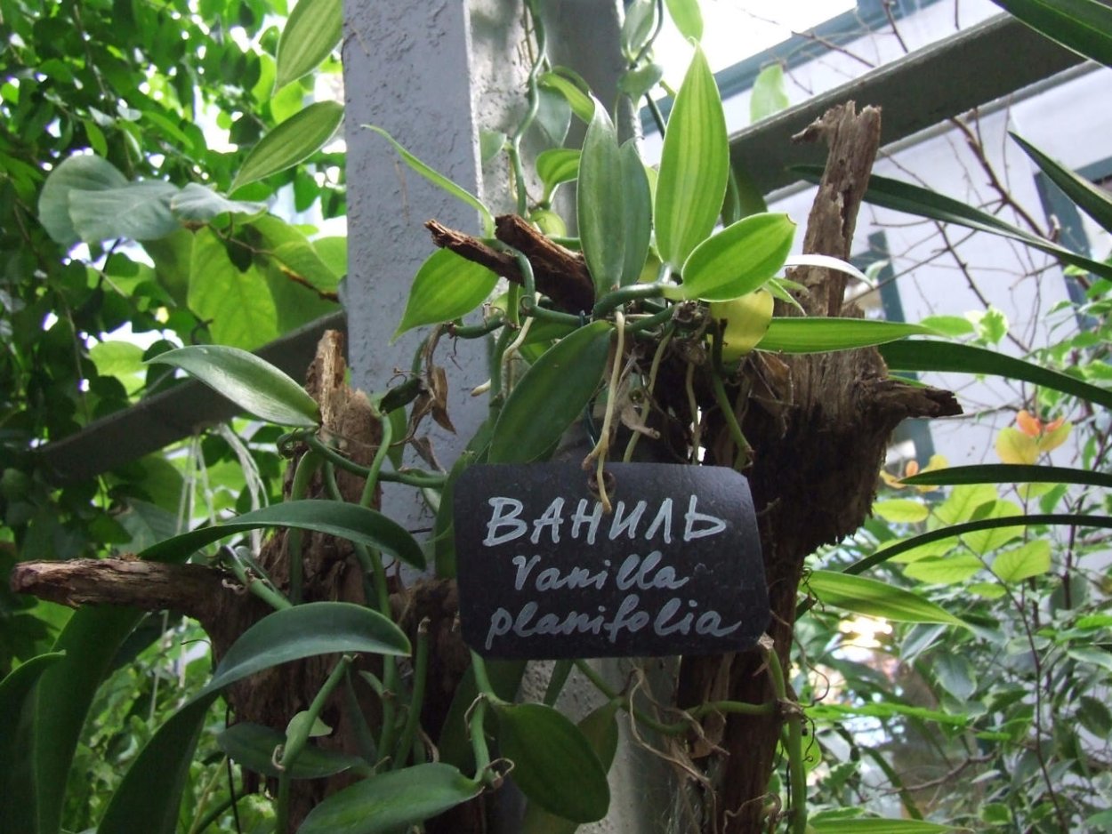 Фаленопсис Лиана