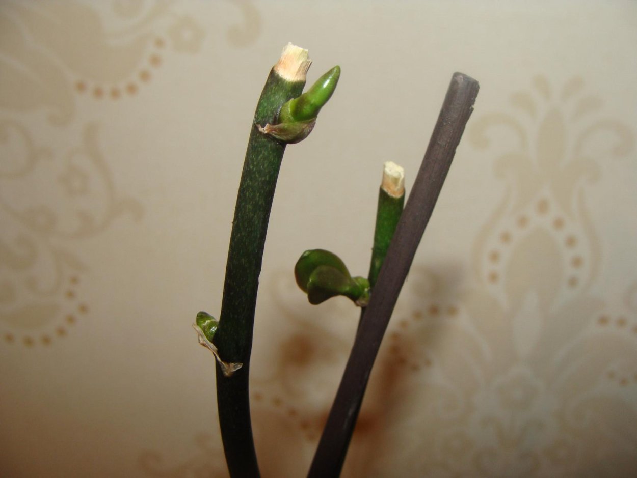 Орхидея фаленопсис цветонос