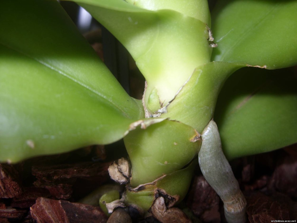 Орхидея фаленопсис почка на цветоносе