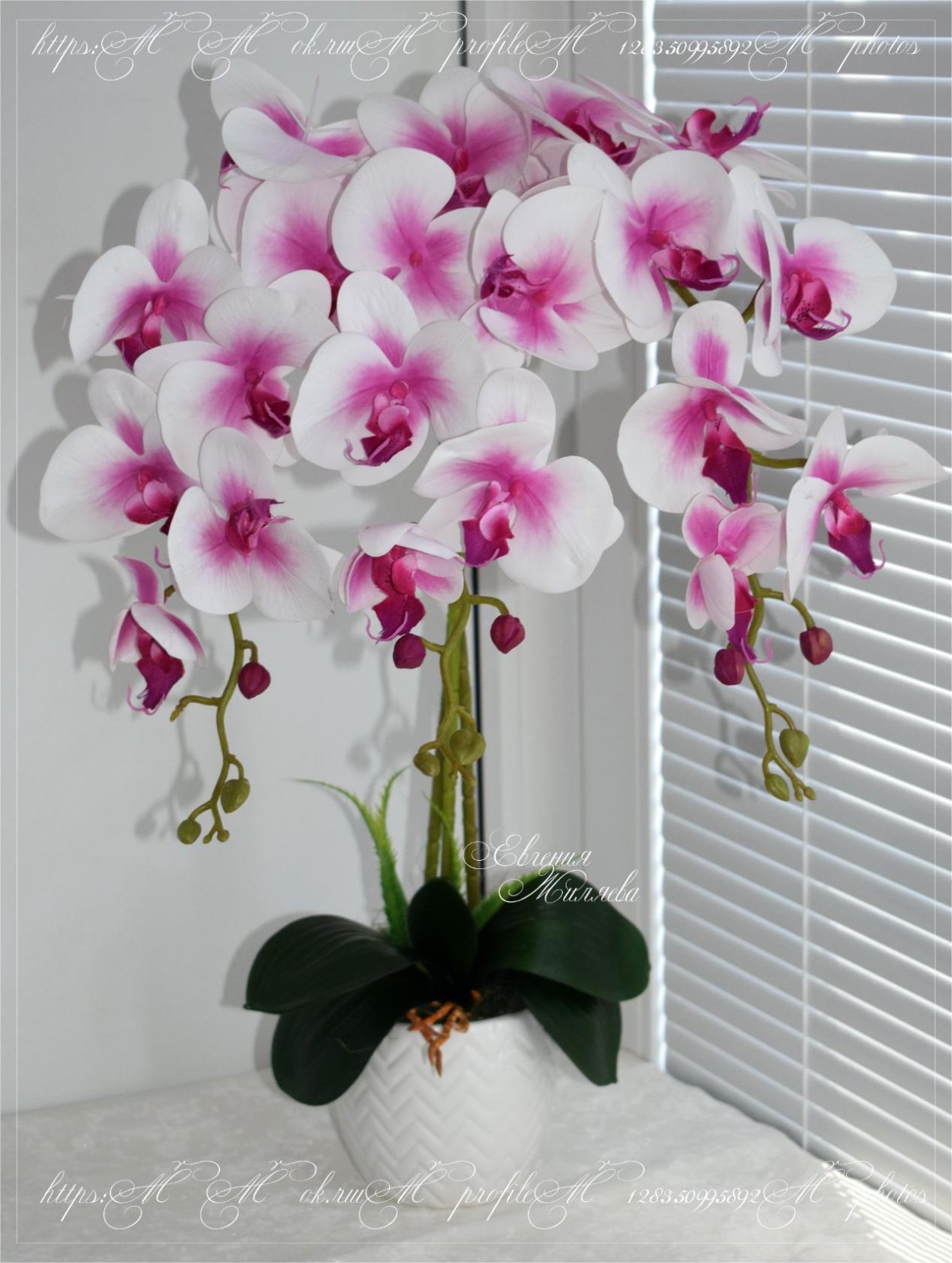 Свисающие орхидеи