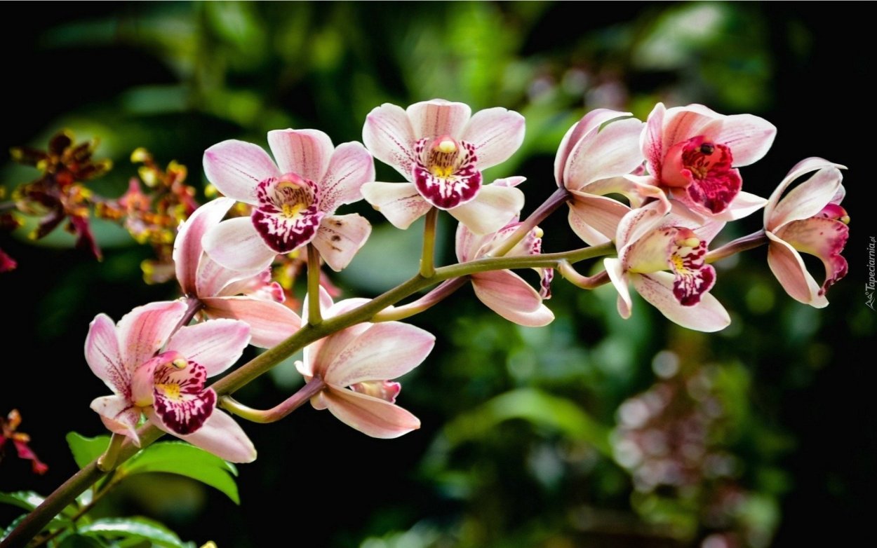 Кореантус Орхидея