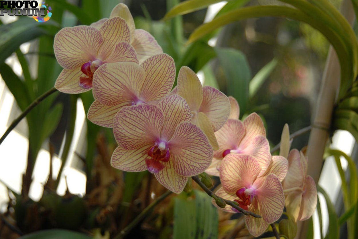 Орхидея фаленопсис Mirach