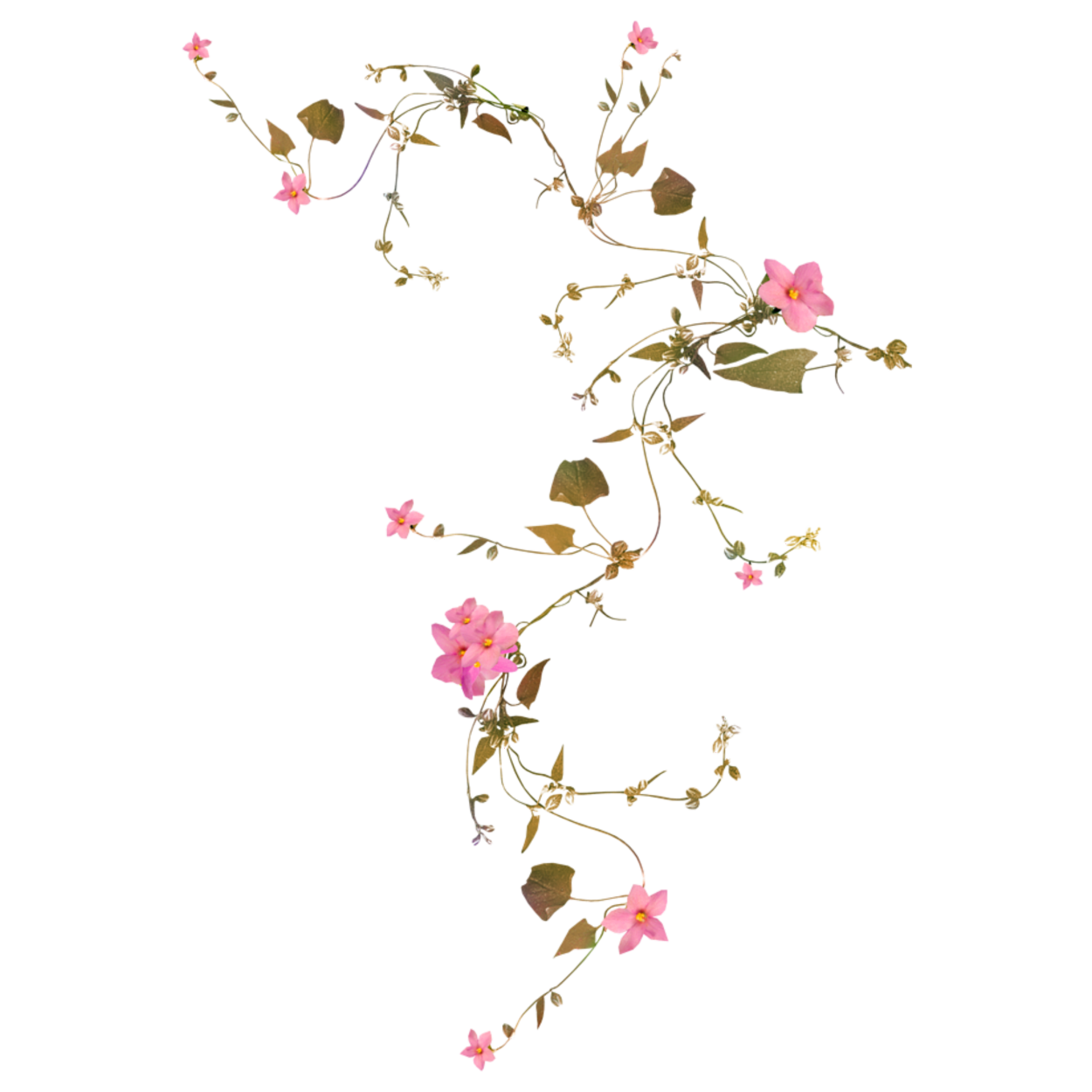 Цветы вьющиеся на белом фоне