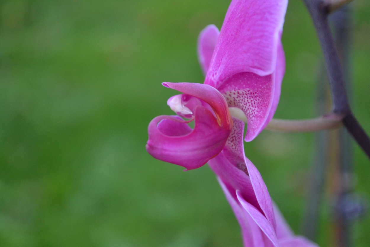 Дикая Орхидея цветок