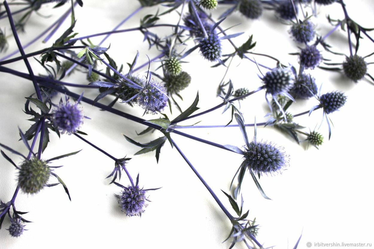 Васильковое поле