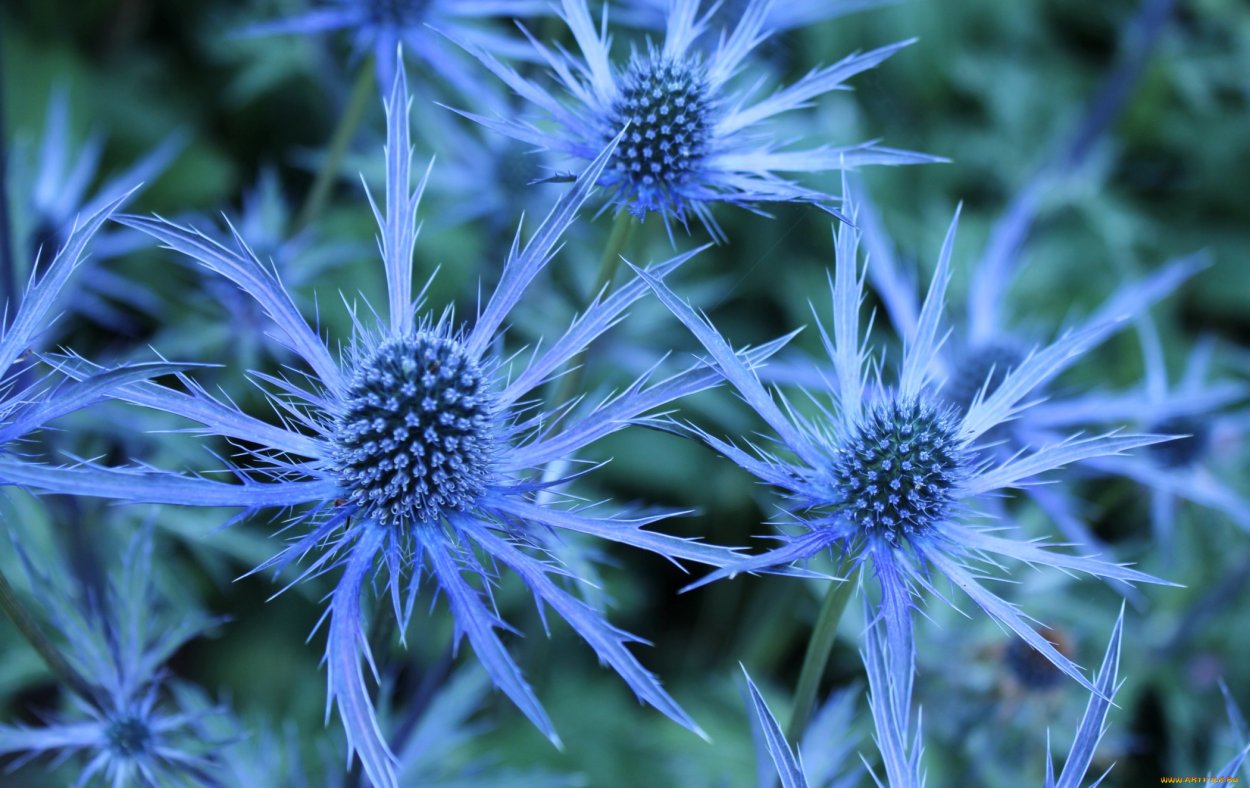 Синеголовник (Eryngium)