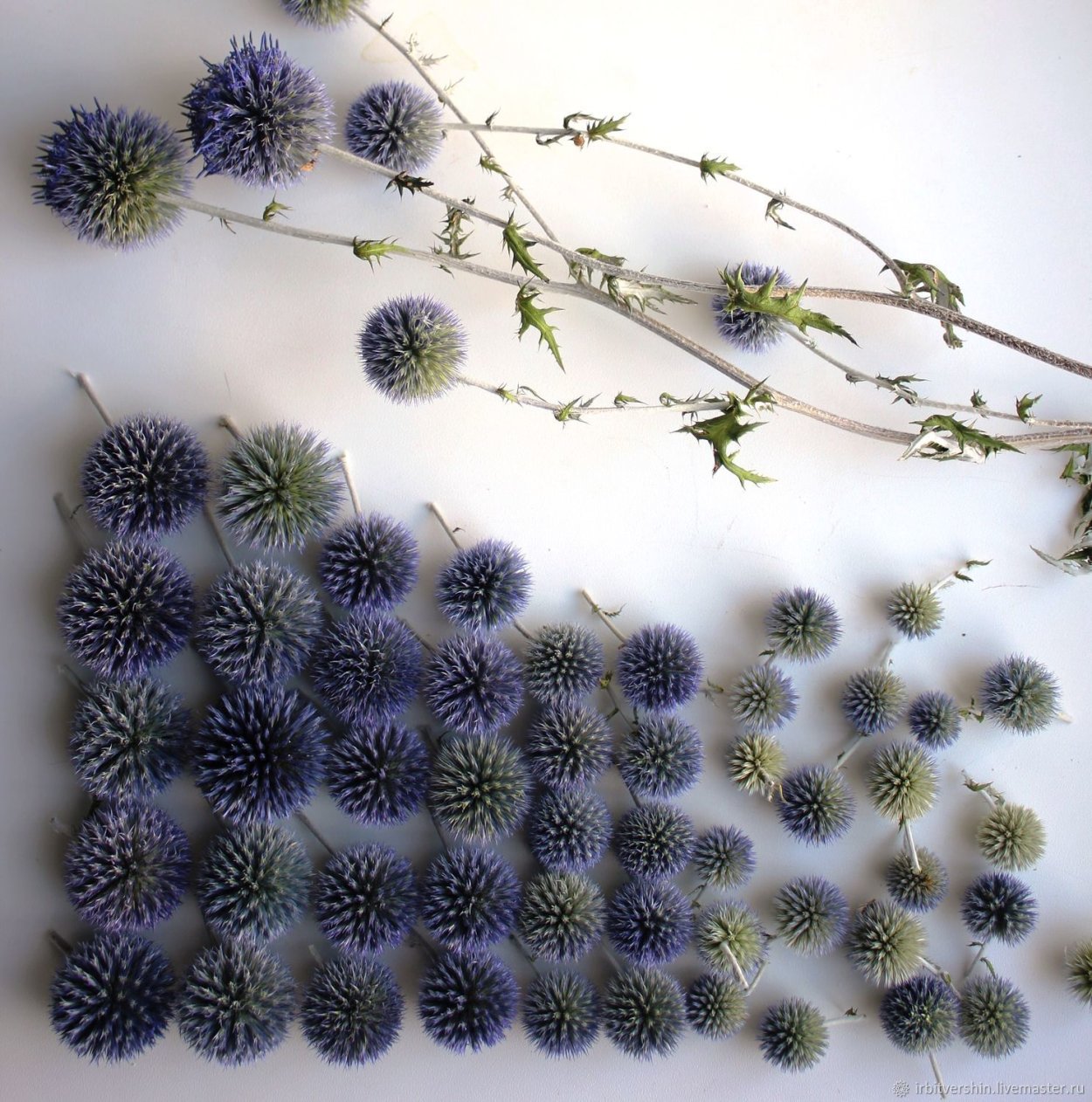 Василек обыкновенный