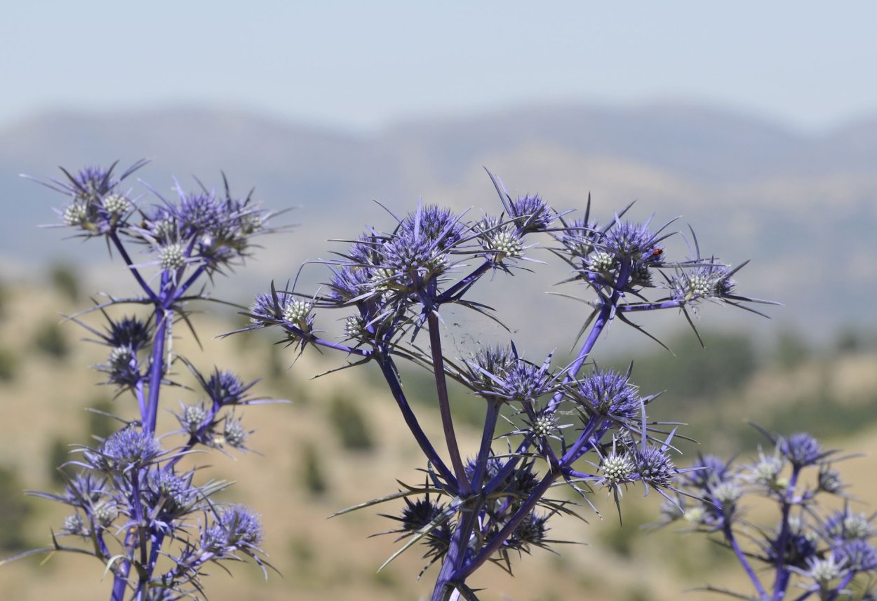 Синеголовник Чертогон