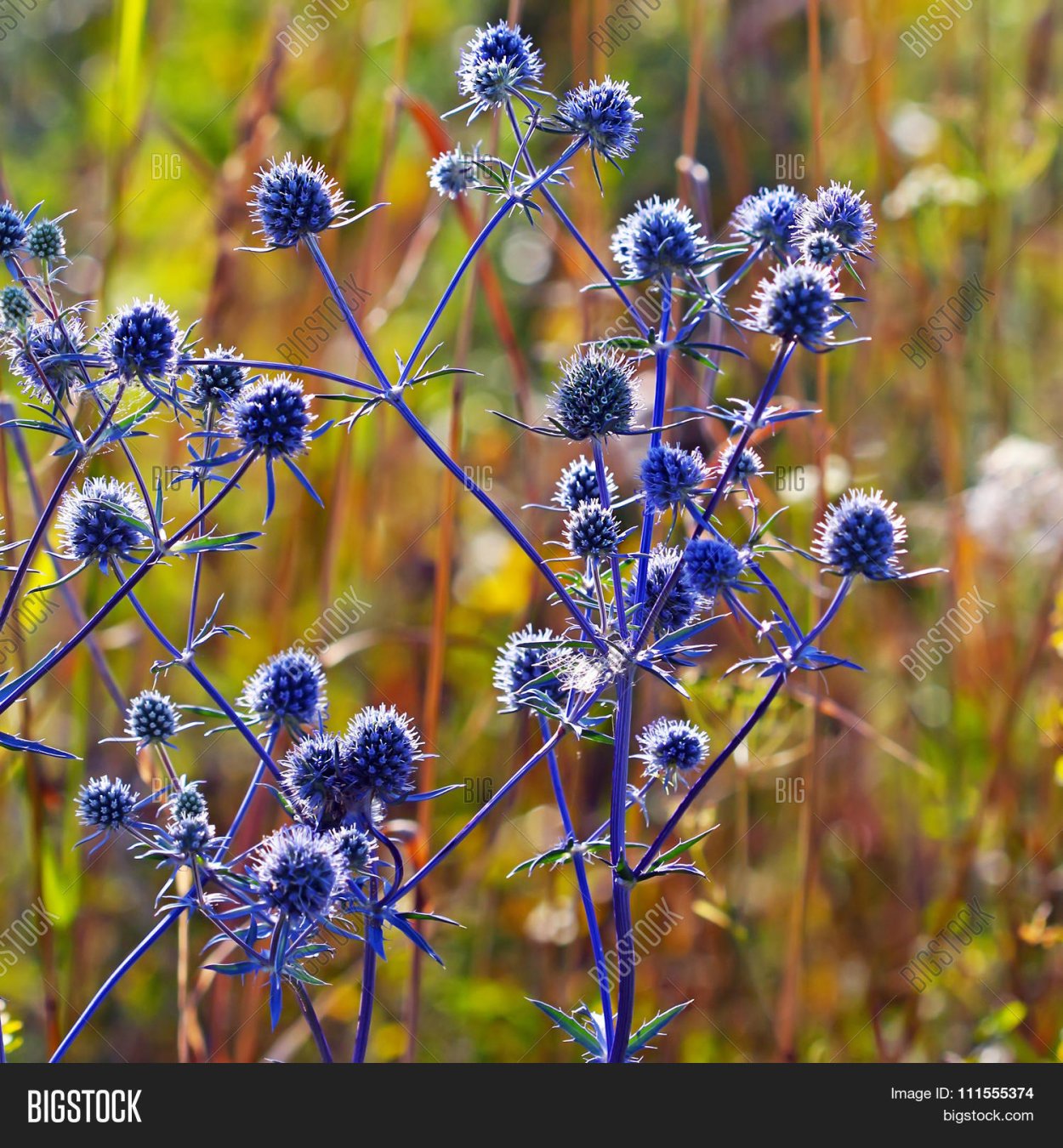 Синеголовник плосколистный Eryngium Planum