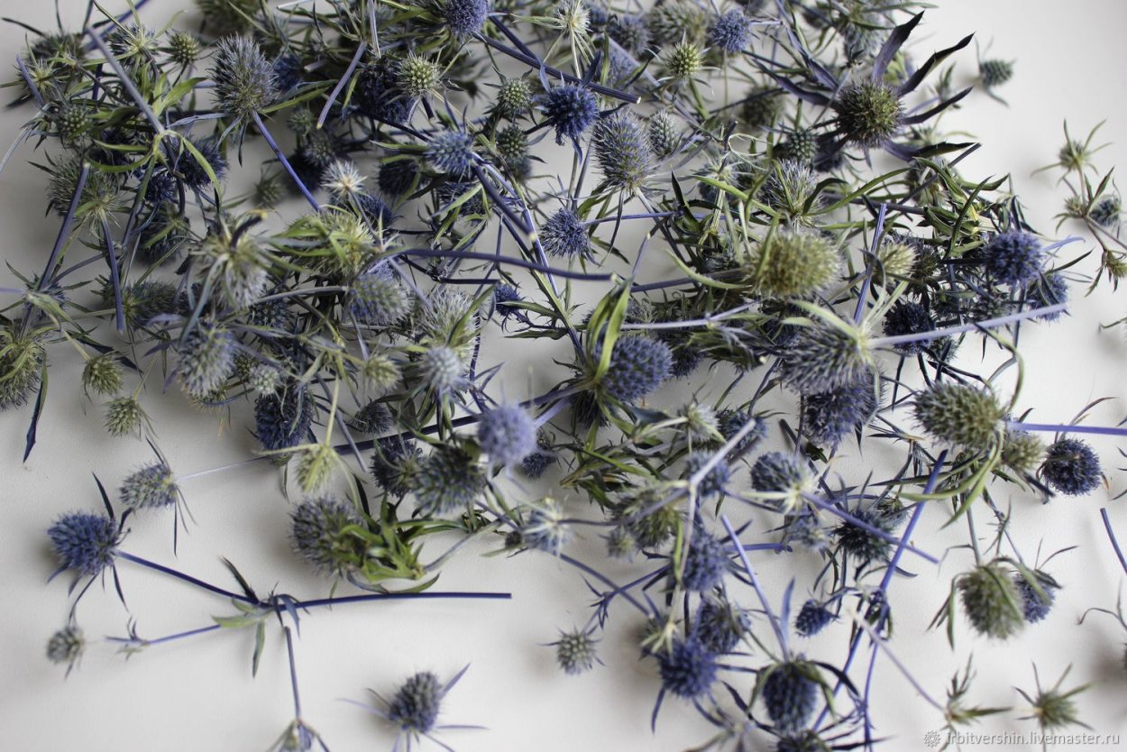 Небесно голубые цветы