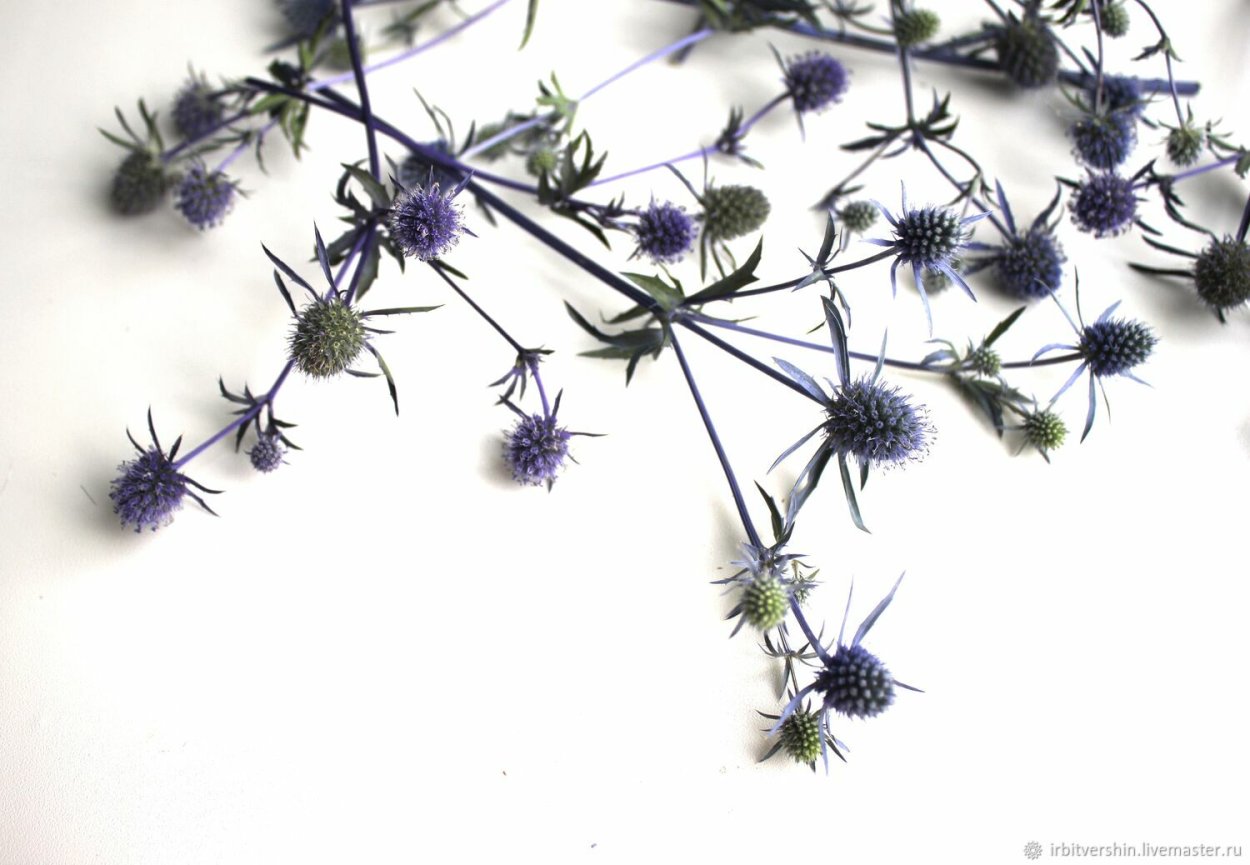 Синеголовник сухоцветник