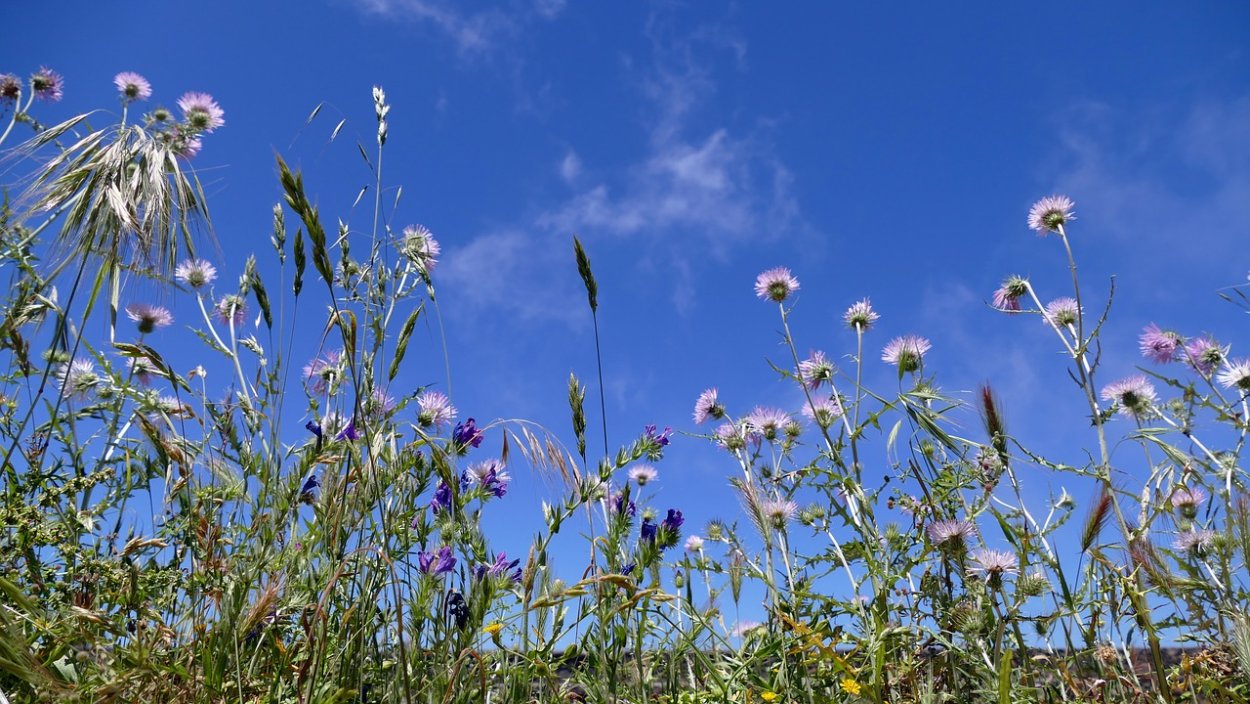 Татарник синий