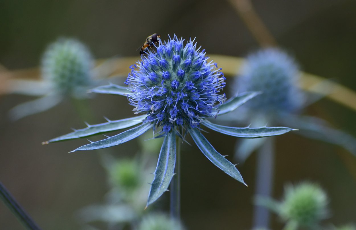 Синеголовник (Eryngium)