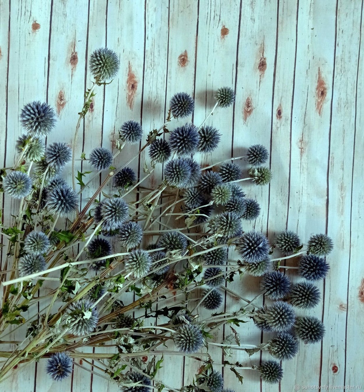 Лиатрис сухоцвет