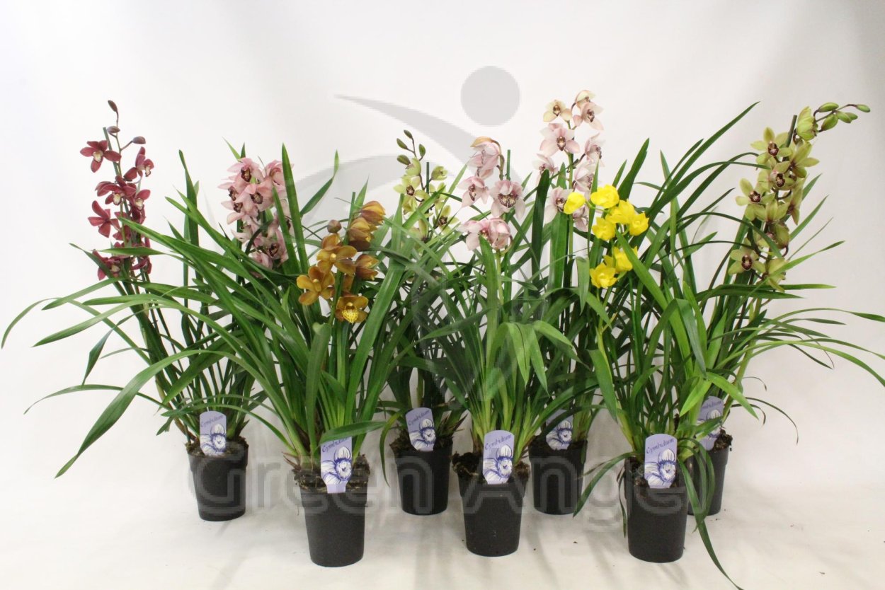 Цимбидиум мечелистный