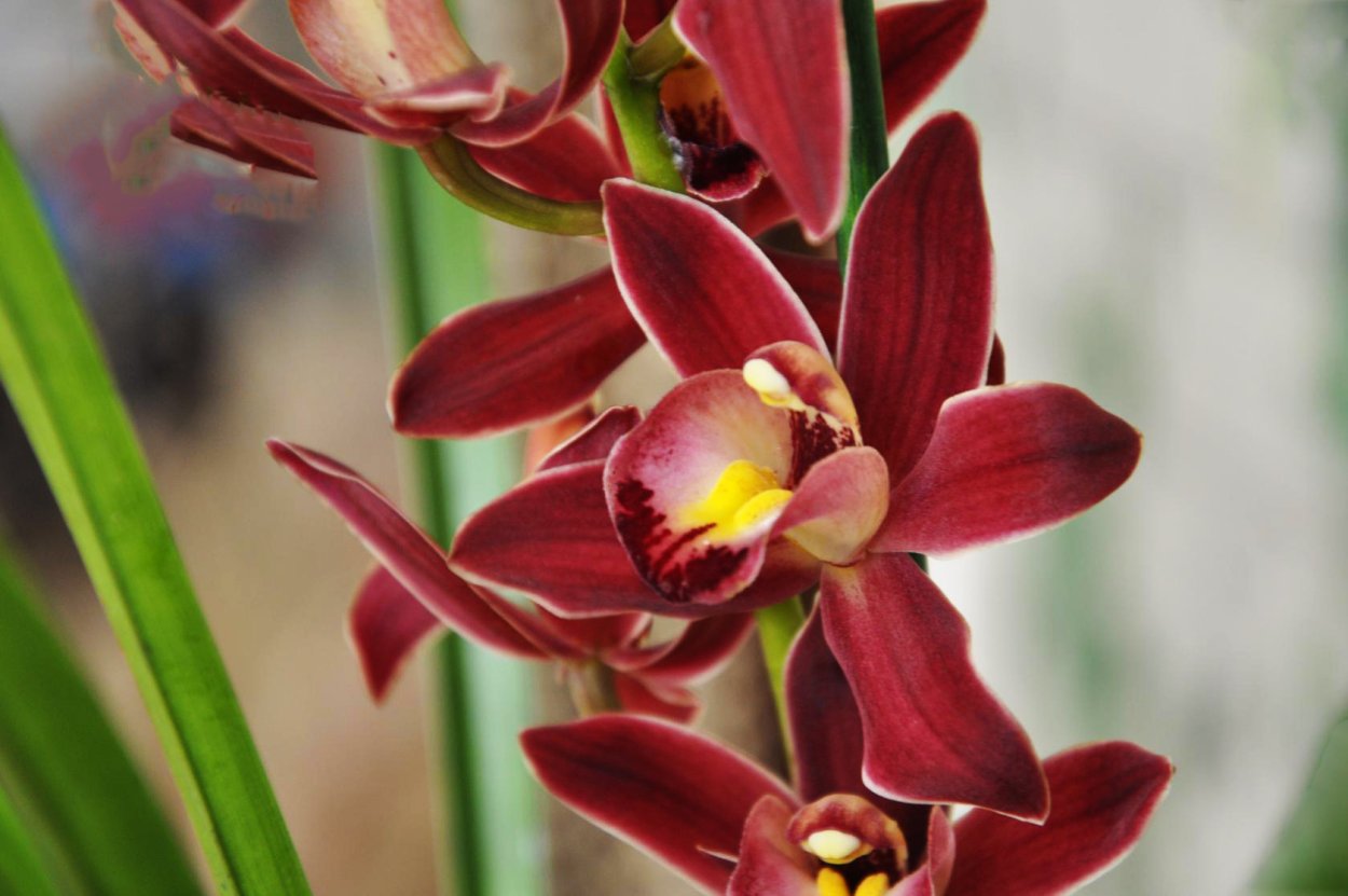 Одонтоглоссум Орхидея