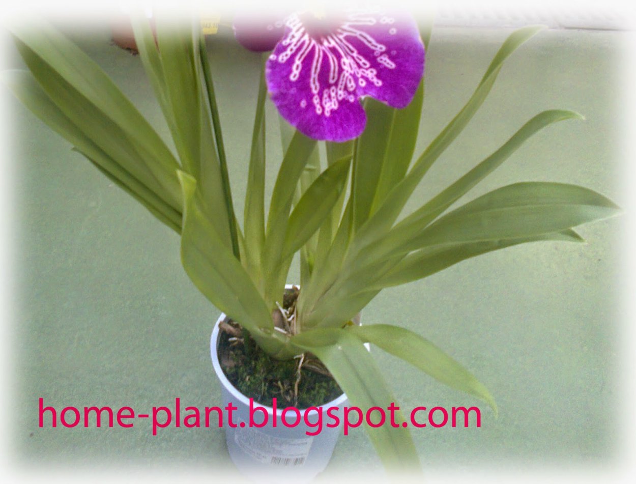 Орхидея Лансбергера еецветение