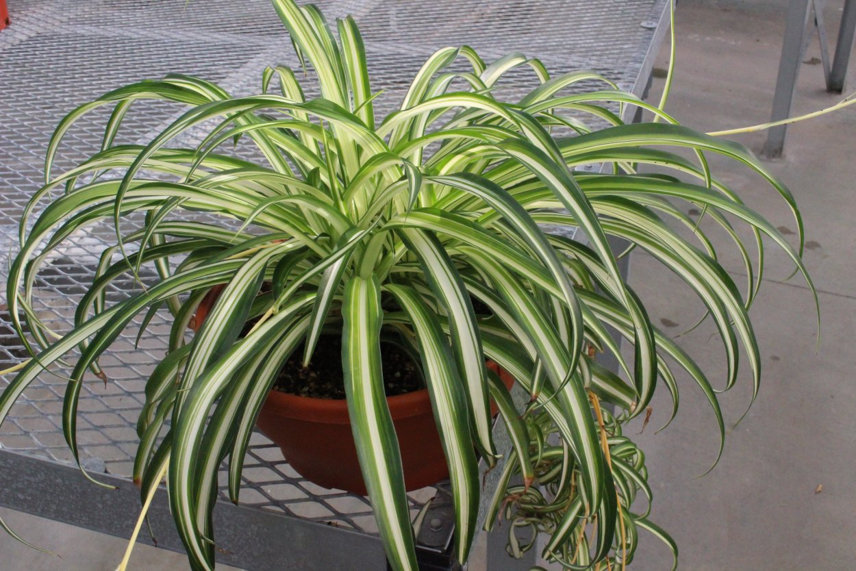 Пандуе Винтовоя падьма