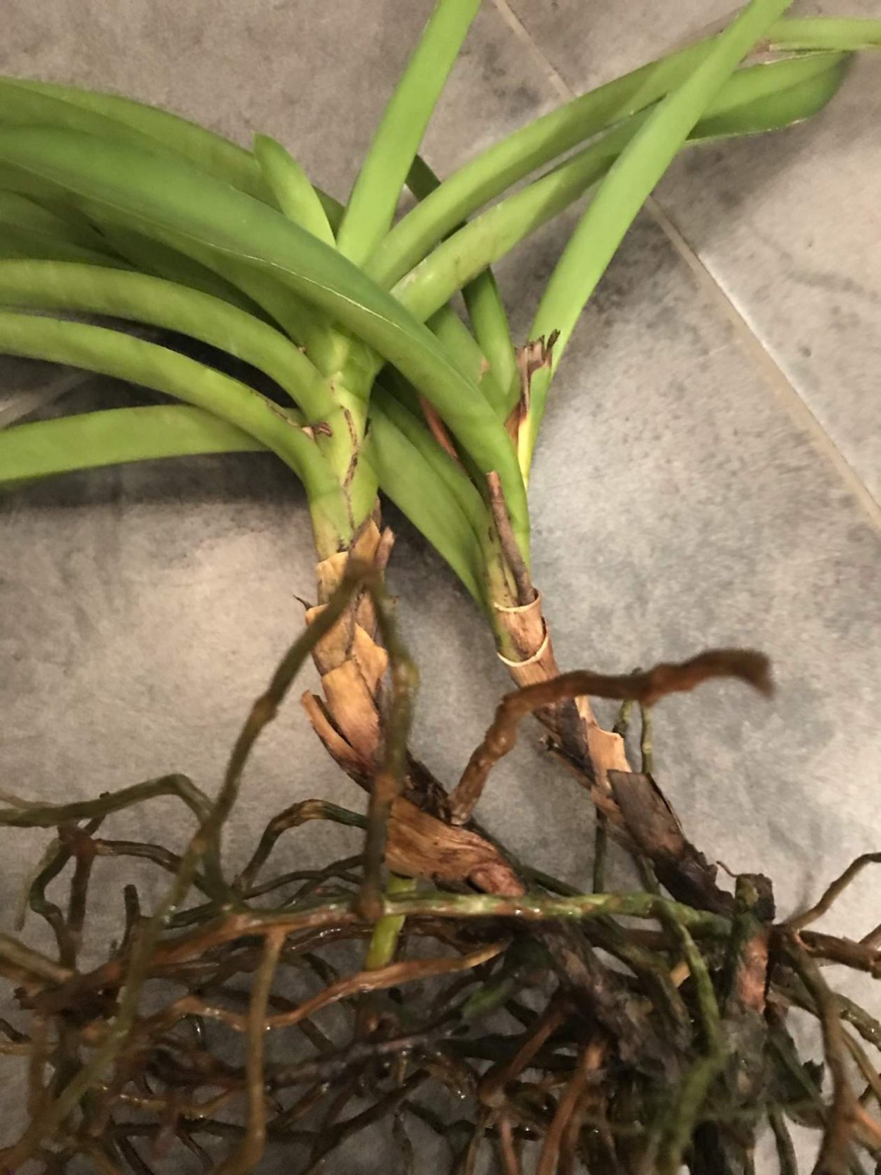 Фаленопсис осенний ветер