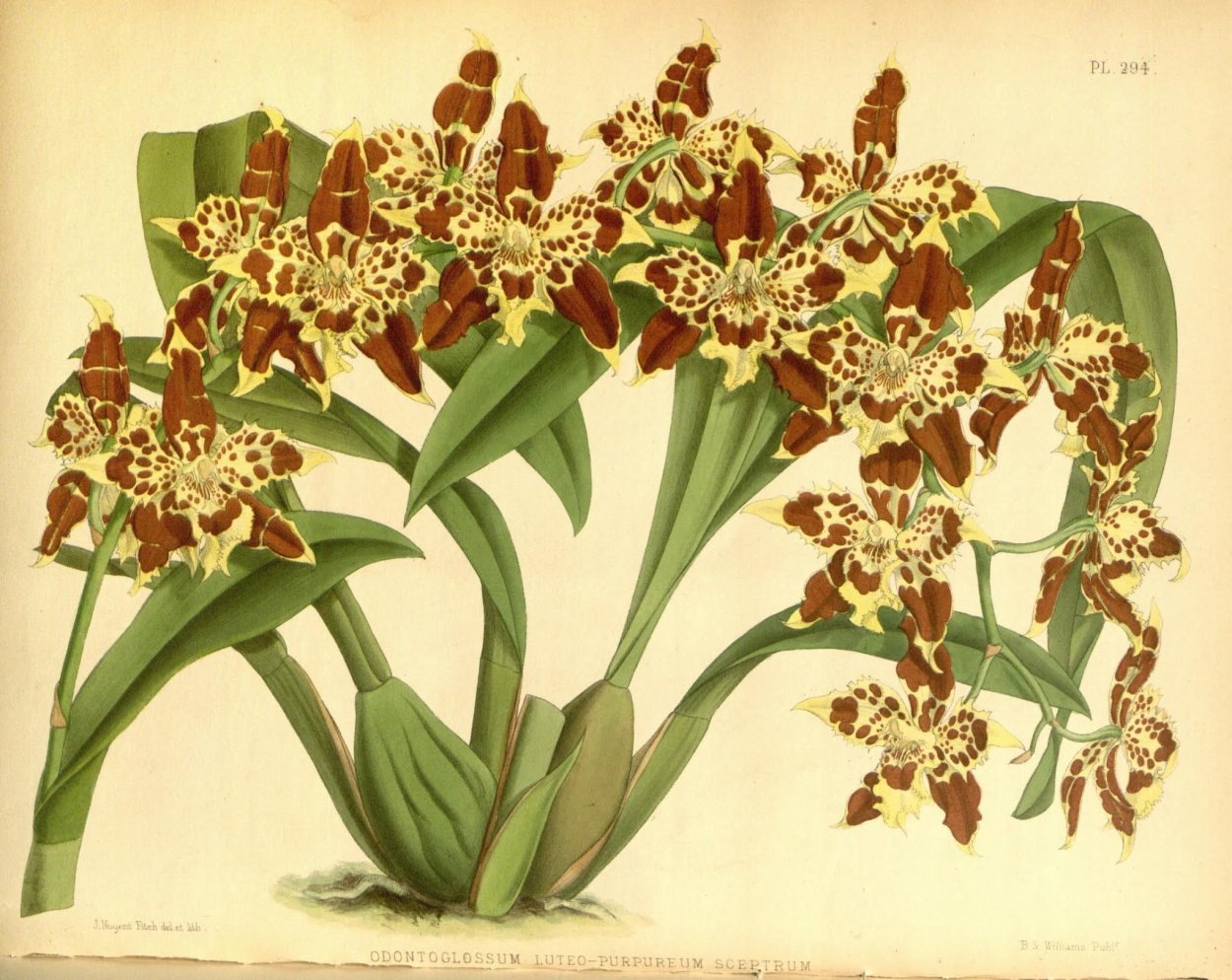 Цимбидиум Дэя