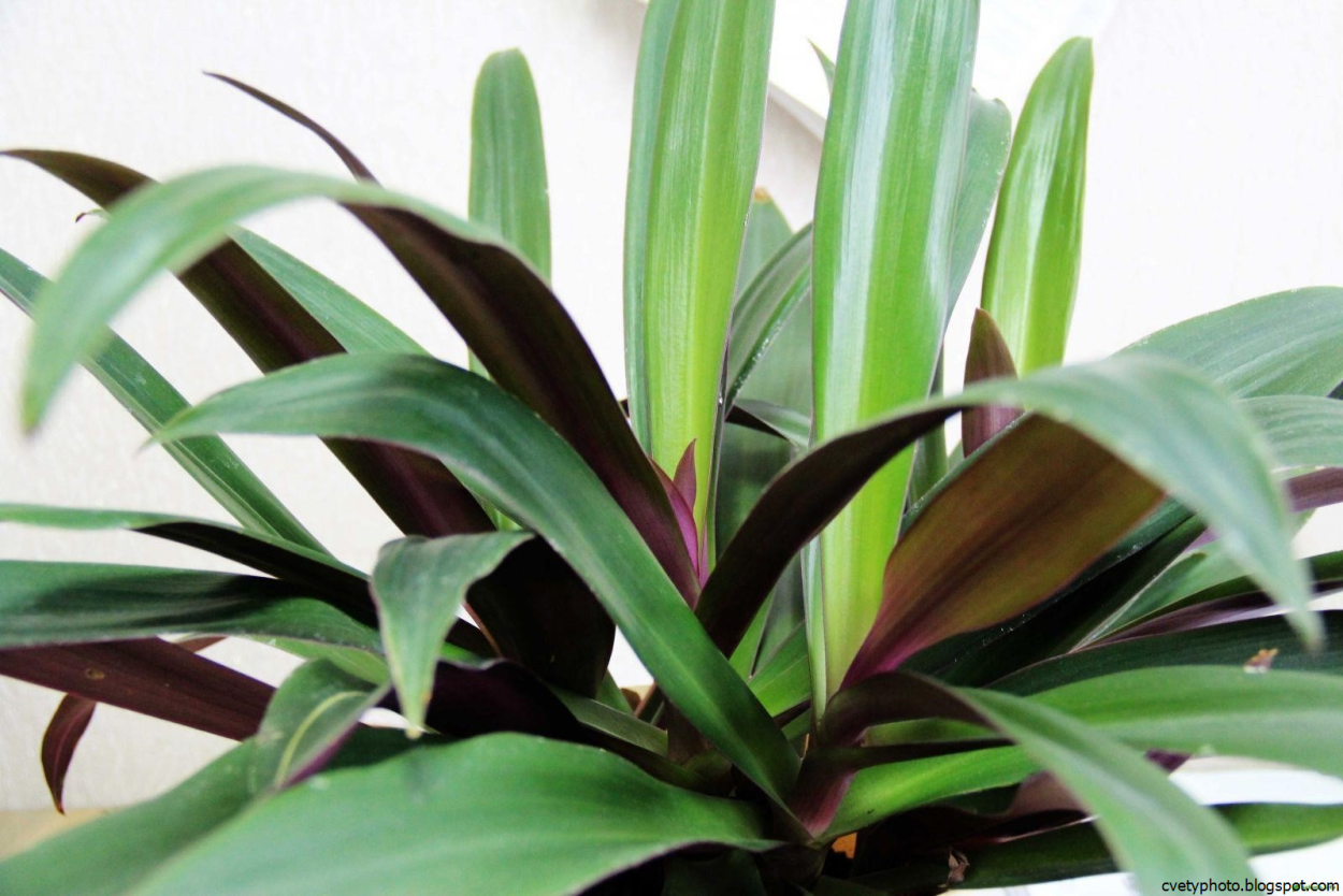 Орхидея фаленопсис пожелтели листья