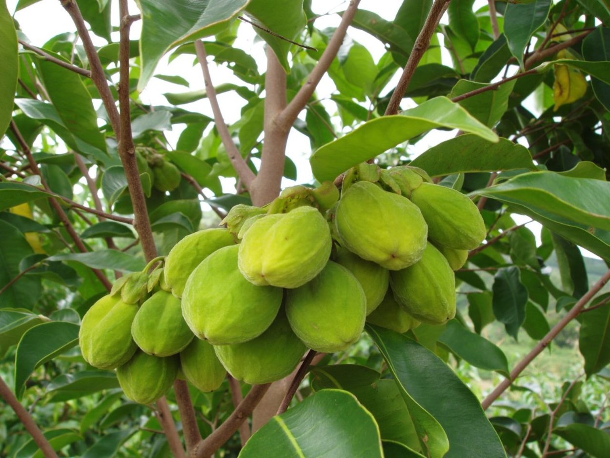 Сандаловое дерево удовое дерево