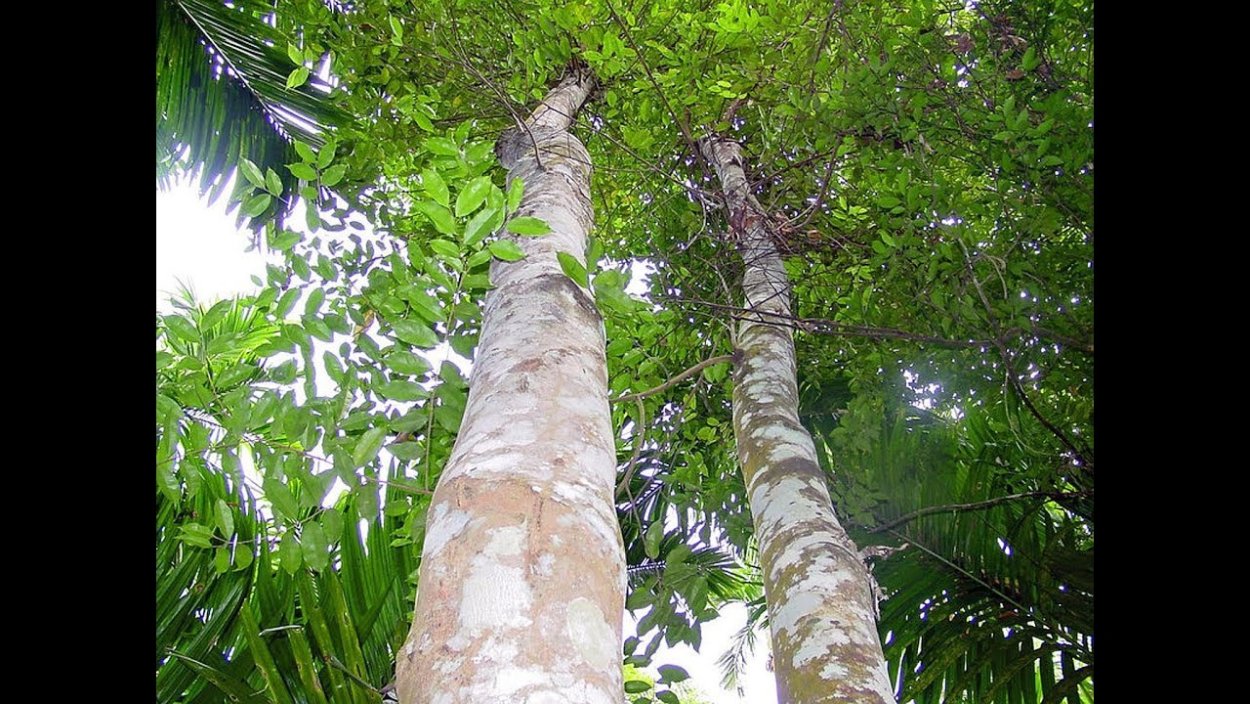 Уд агаровое дерево