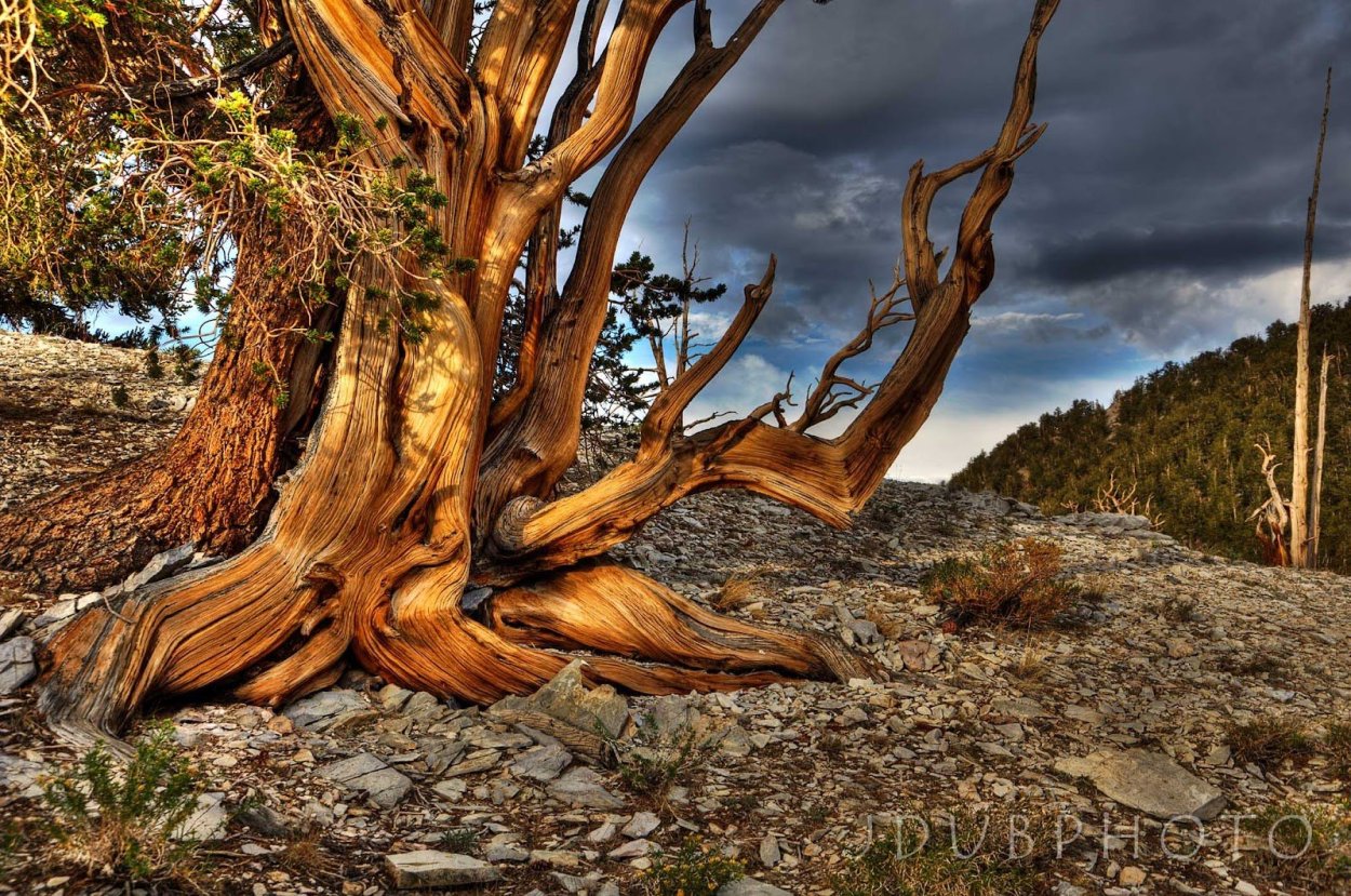 Lactobacillus Acidophilus на чашке Петри