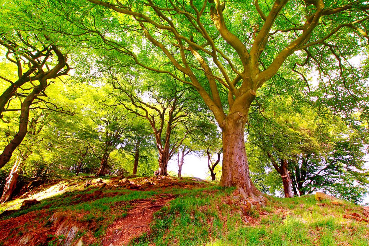 Красивое дерево