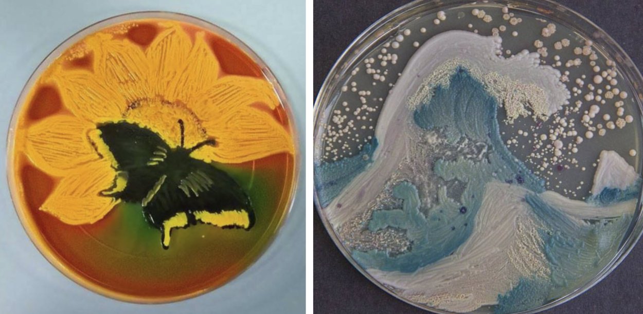 Раскидистое дерево