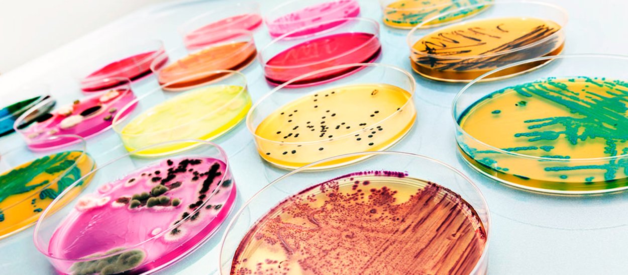 Австралийский эвкалипт