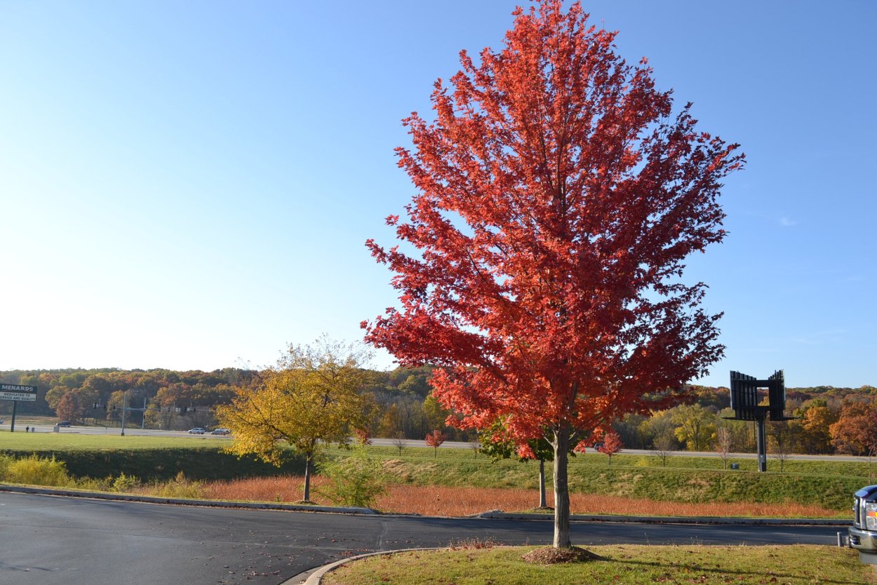 Дуб красный Quercus rubra