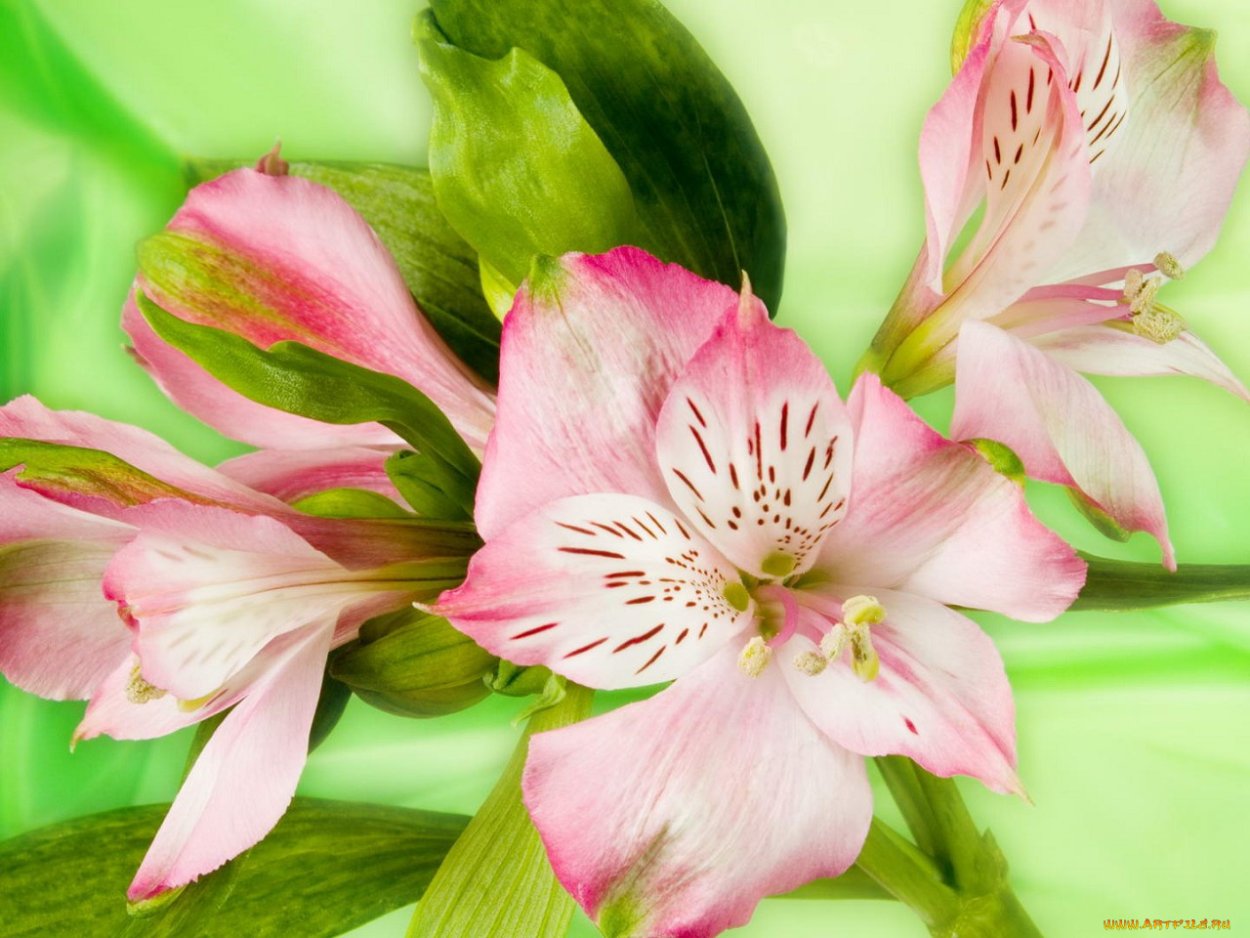 Альстромерия Грин дей